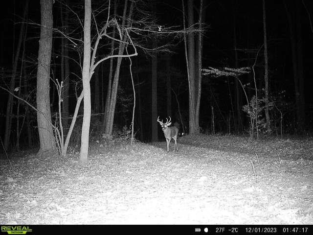 TBD STRIBLING SPRINGS RD, MOUNT SOLON, Virginia 22843, ,Land,TBD STRIBLING SPRINGS RD,666793 MLS # 666793