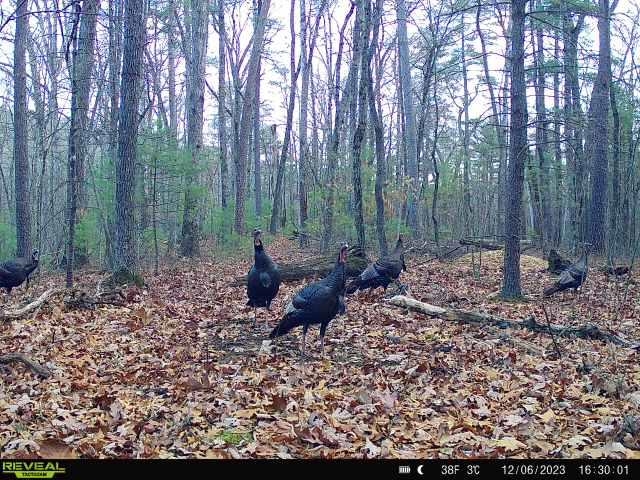 TBD STRIBLING SPRINGS RD, MOUNT SOLON, Virginia 22843, ,Land,TBD STRIBLING SPRINGS RD,666793 MLS # 666793