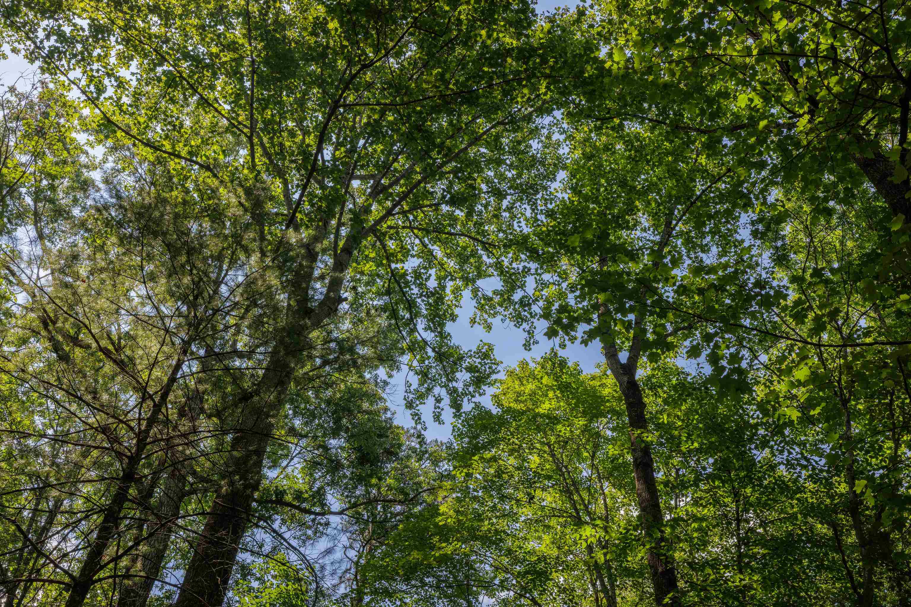 TBD STRIBLING SPRINGS RD, MOUNT SOLON, Virginia 22843, ,Land,TBD STRIBLING SPRINGS RD,666793 MLS # 666793