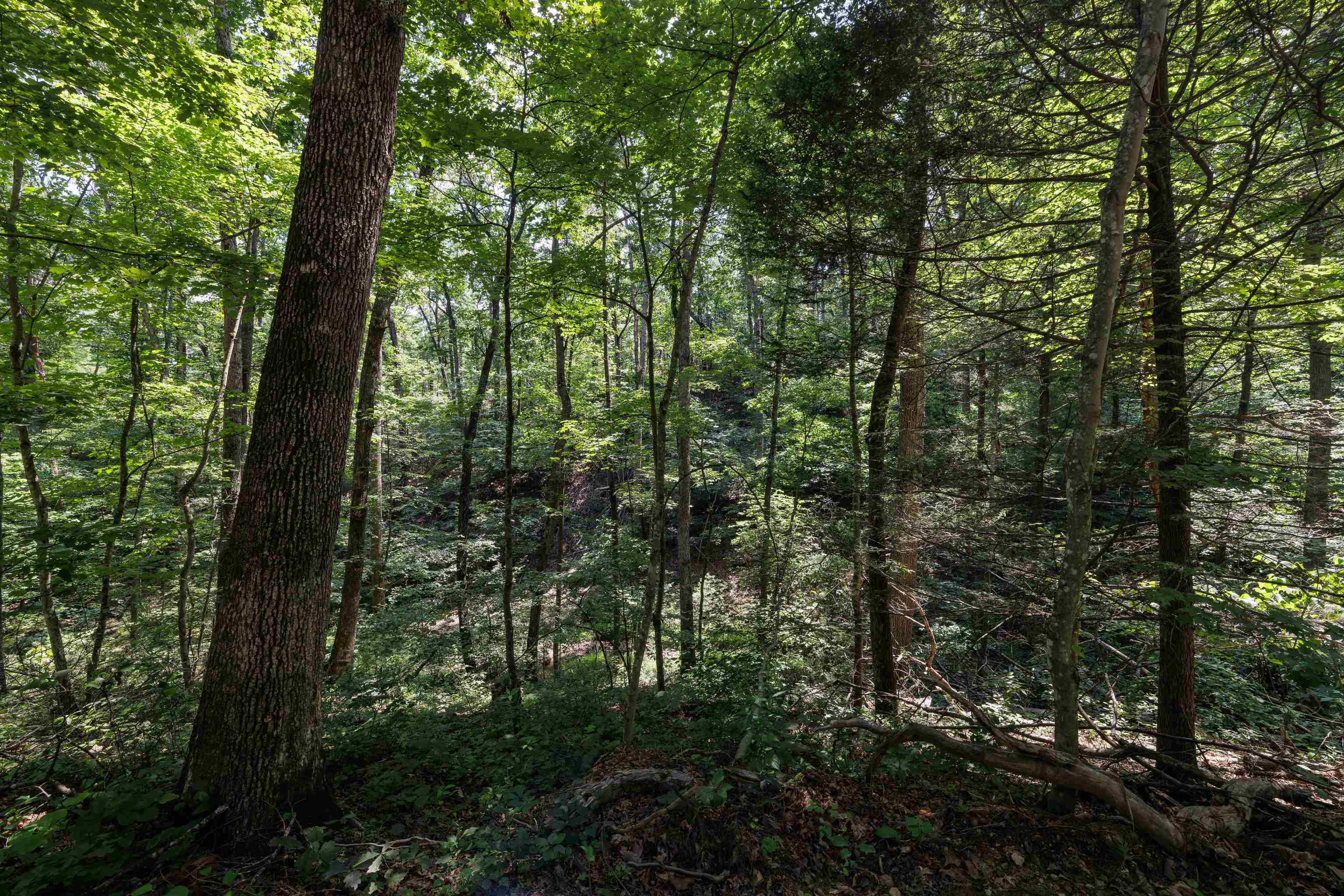 TBD STRIBLING SPRINGS RD, MOUNT SOLON, Virginia 22843, ,Land,TBD STRIBLING SPRINGS RD,666793 MLS # 666793