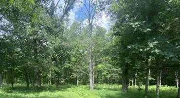 OLD LYNCHBURG RD, NORTH GARDEN, Virginia 22959, ,Land,For sale,OLD LYNCHBURG RD,666788 MLS # 666788