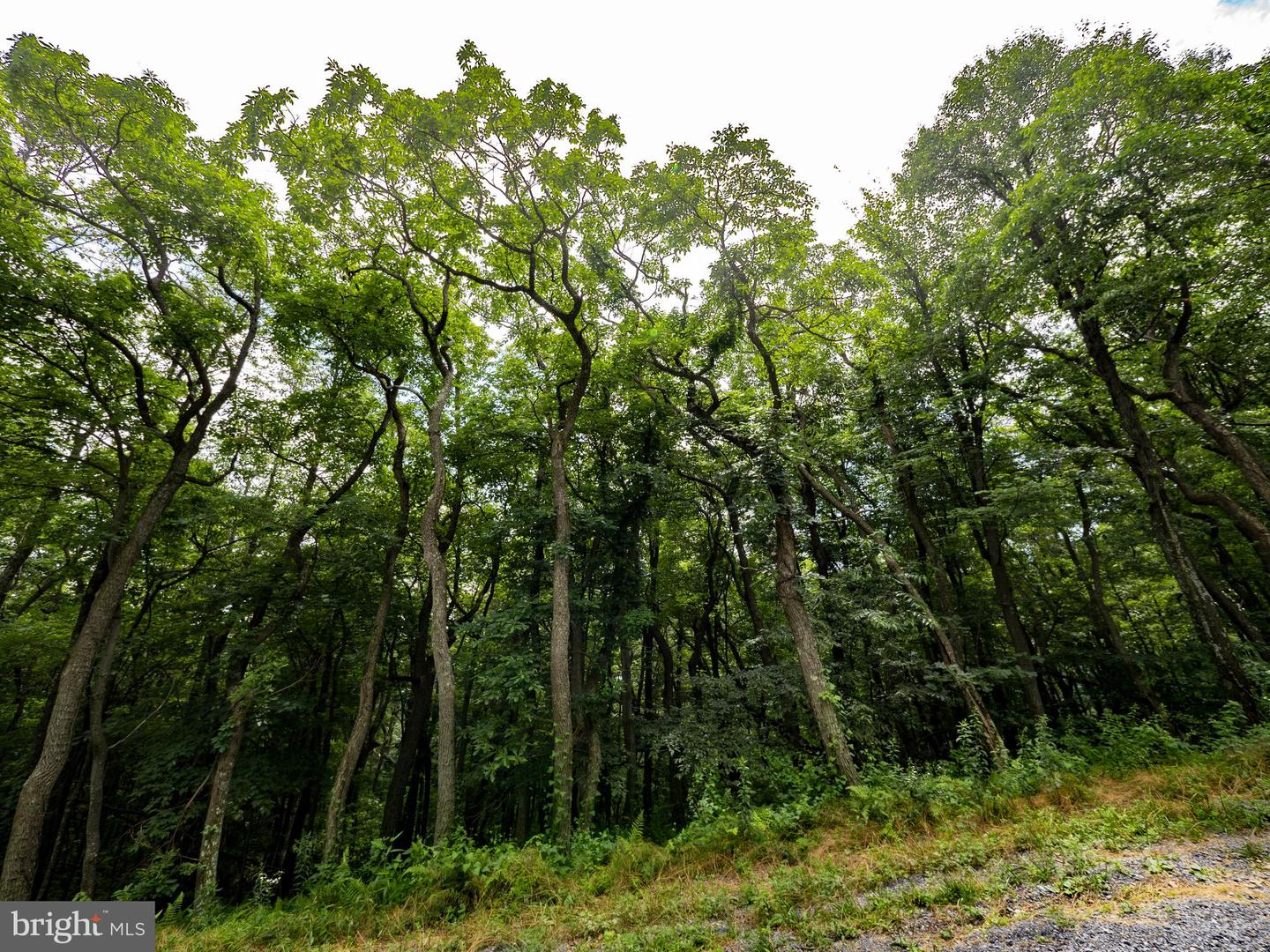 LOTS 182, 183, 184 ROCKWOOD TRL, WINCHESTER, Virginia 22602, ,Land,For sale,LOTS 182, 183, 184 ROCKWOOD TRL,VAFV2035474 MLS # VAFV2035474