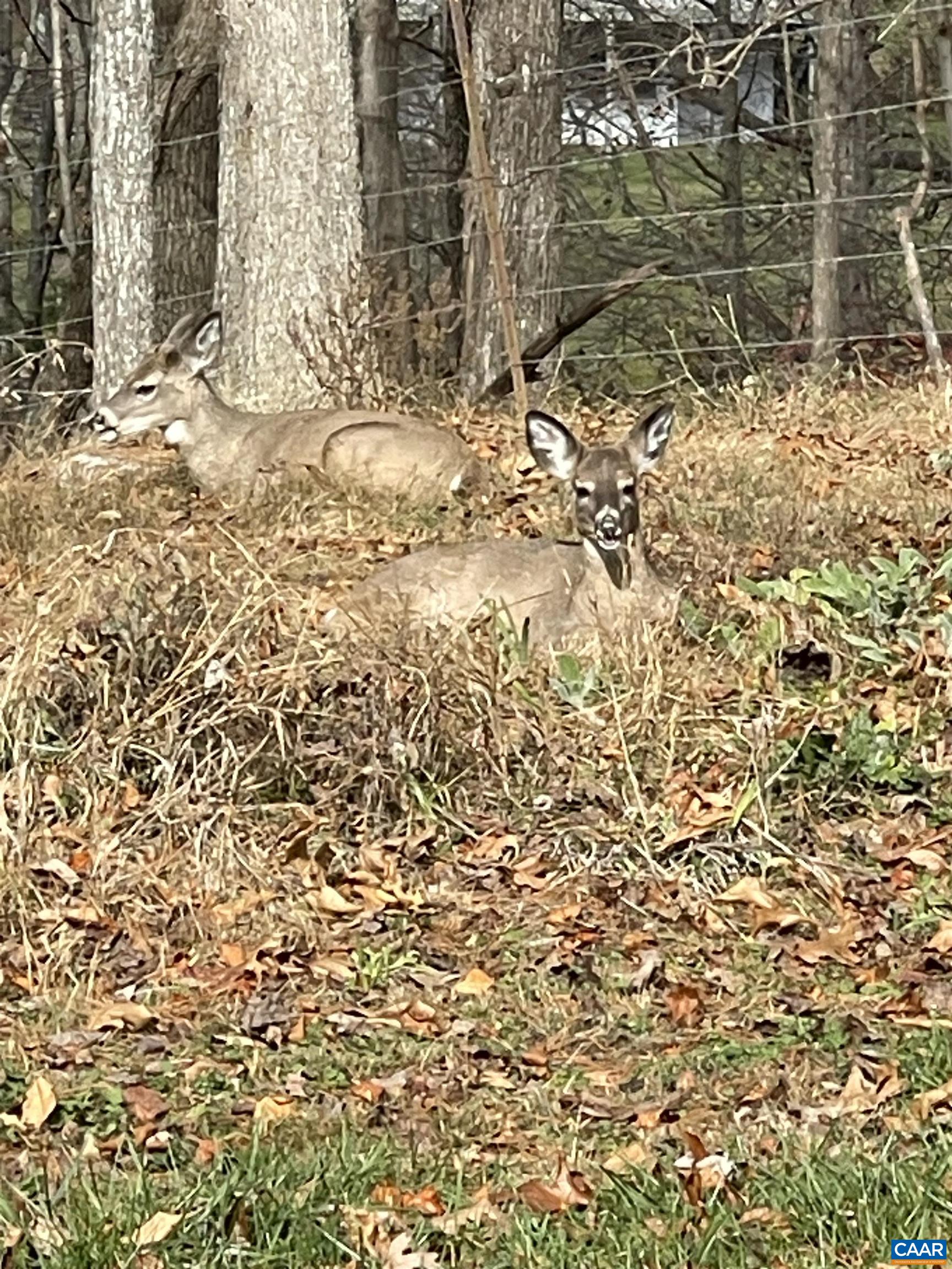 The seller contributed a picture of deer lounging around the property.