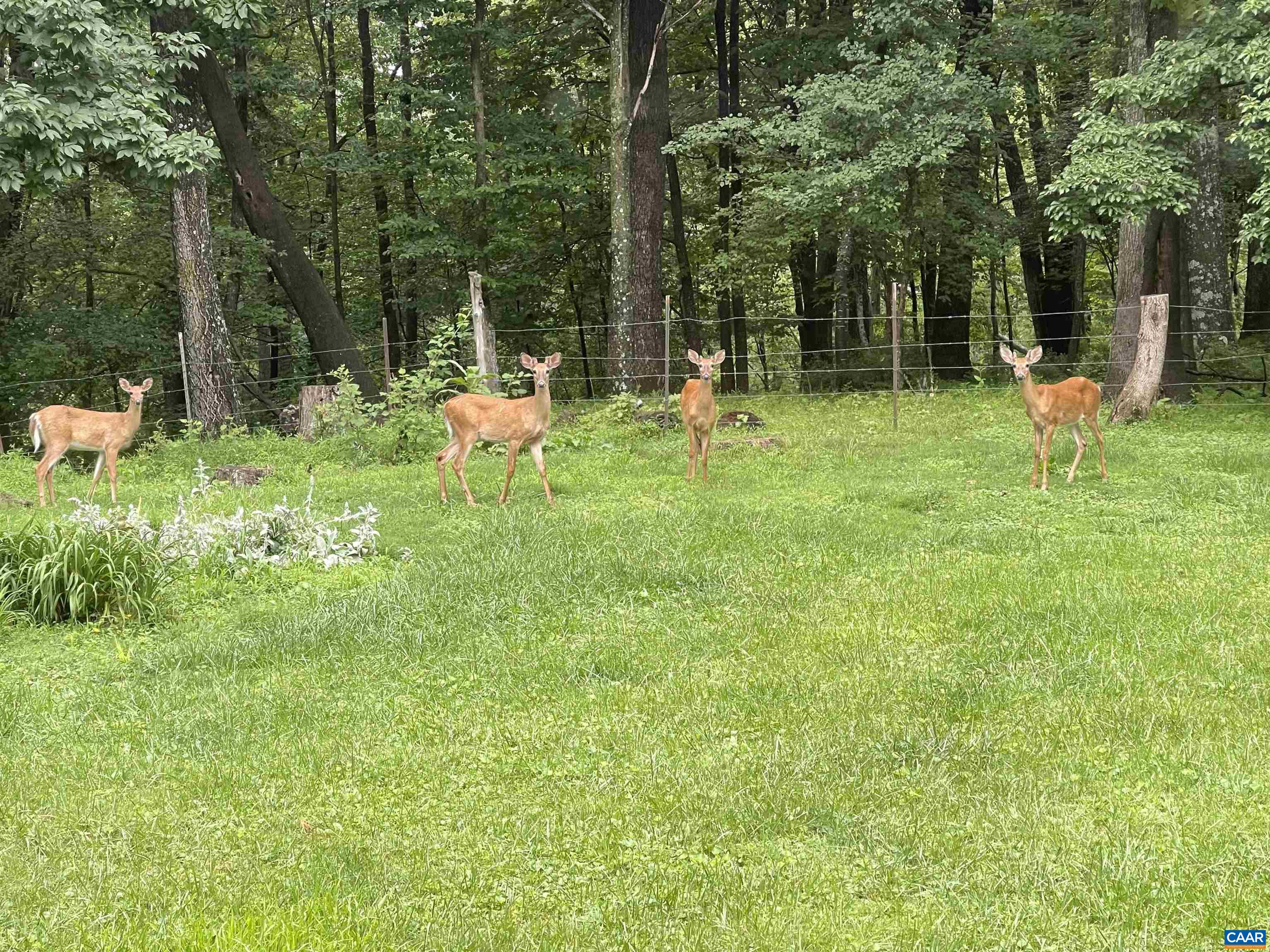 The seller contributed a picture of deer enjoying the property.