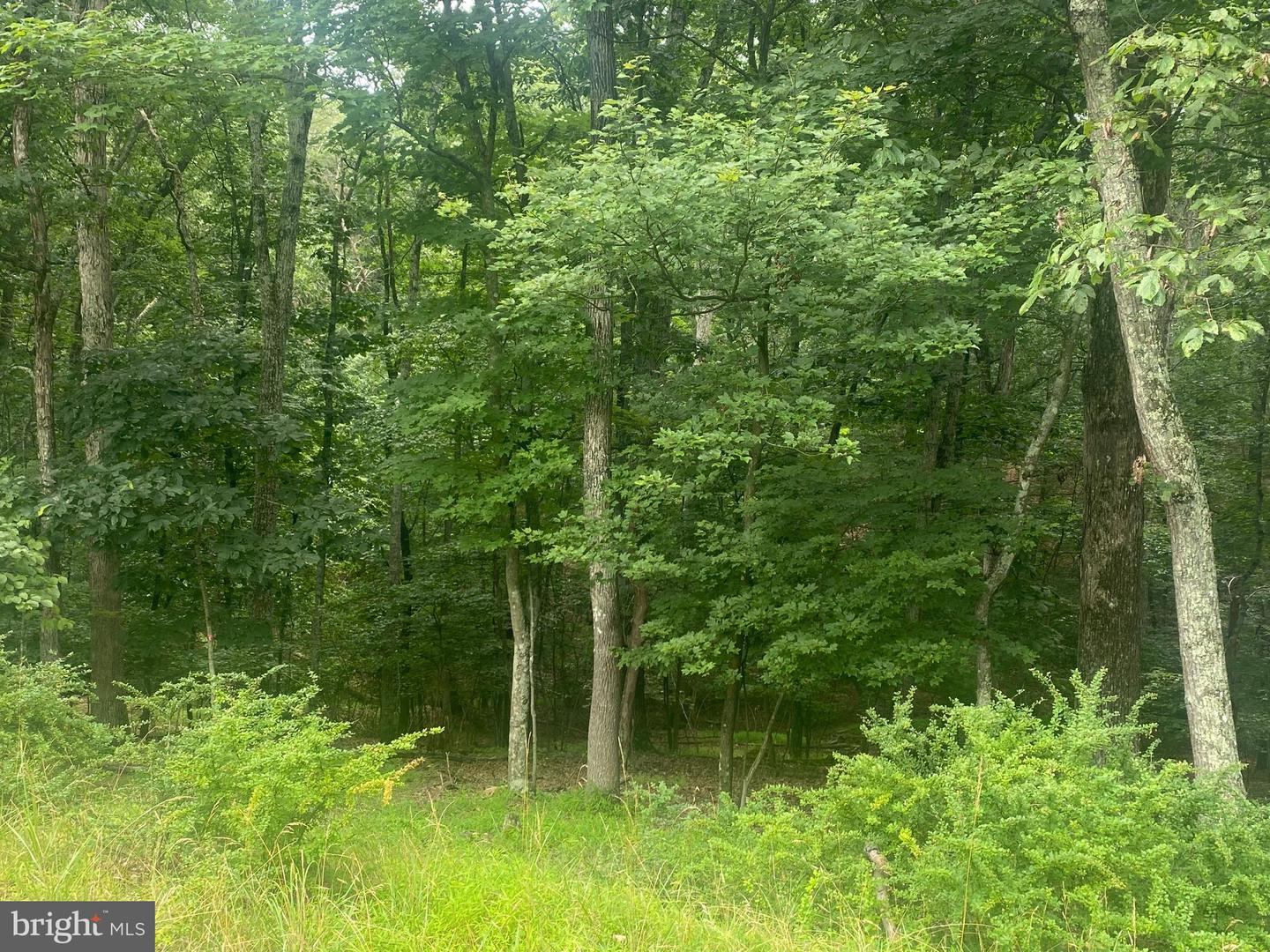 204 GREEN LEAF DR, CROSS JUNCTION, Virginia 22625, ,Land,For sale,204 GREEN LEAF DR,VAFV2035488 MLS # VAFV2035488