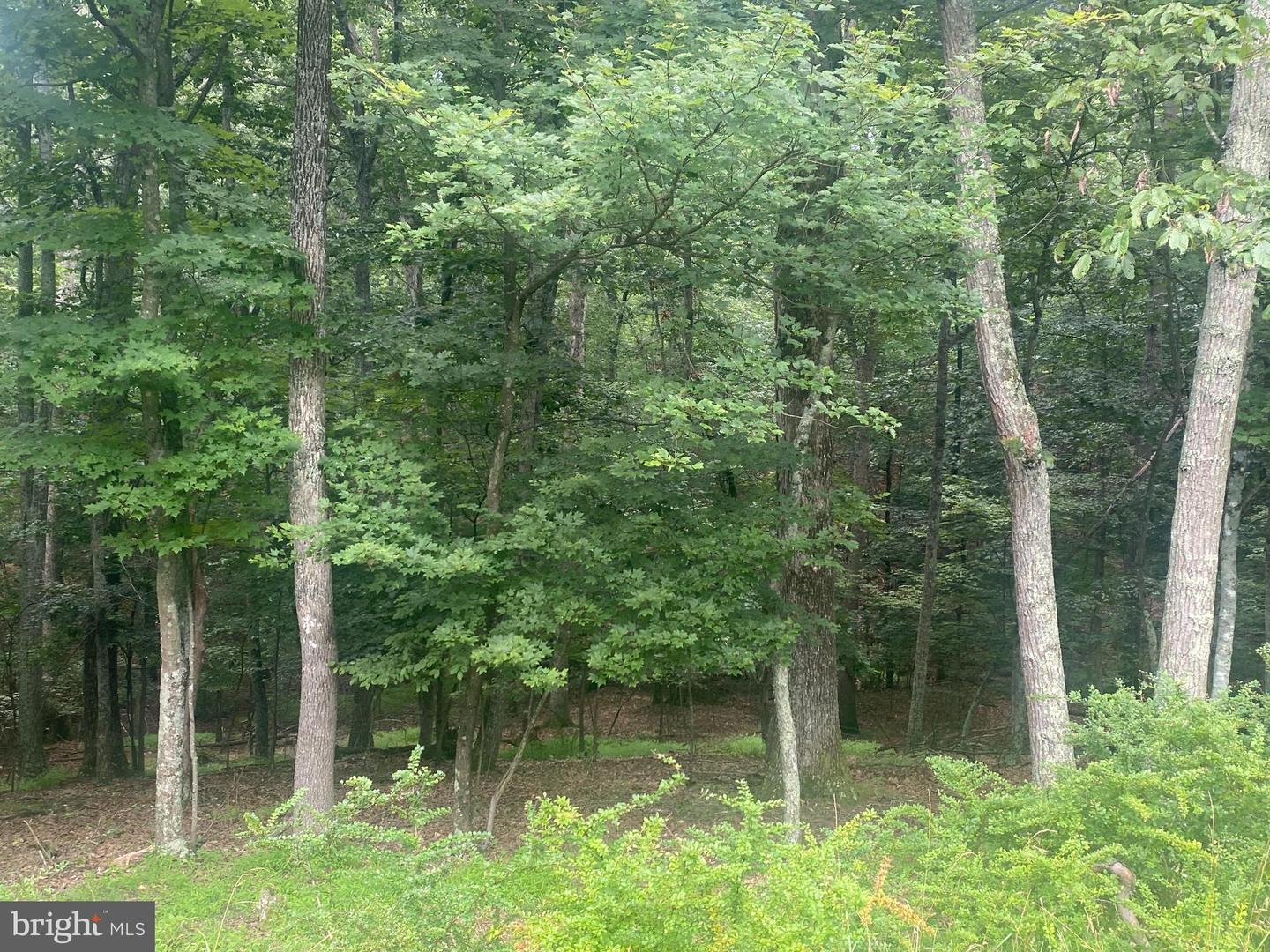 204 GREEN LEAF DR, CROSS JUNCTION, Virginia 22625, ,Land,For sale,204 GREEN LEAF DR,VAFV2035488 MLS # VAFV2035488