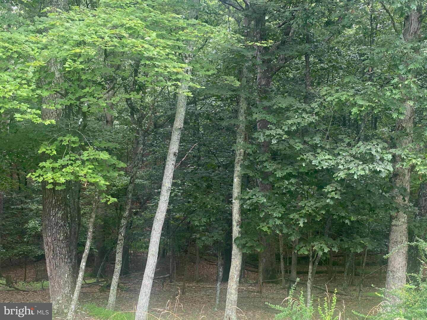 204 GREEN LEAF DR, CROSS JUNCTION, Virginia 22625, ,Land,For sale,204 GREEN LEAF DR,VAFV2035488 MLS # VAFV2035488