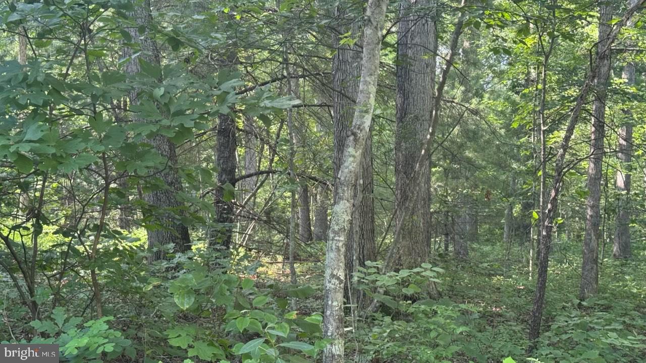 MINE MOUNTAIN LN. LOT 241, FORT VALLEY, Virginia 22652, ,Land,For sale,MINE MOUNTAIN LN. LOT 241,VASH2012004 MLS # VASH2012004