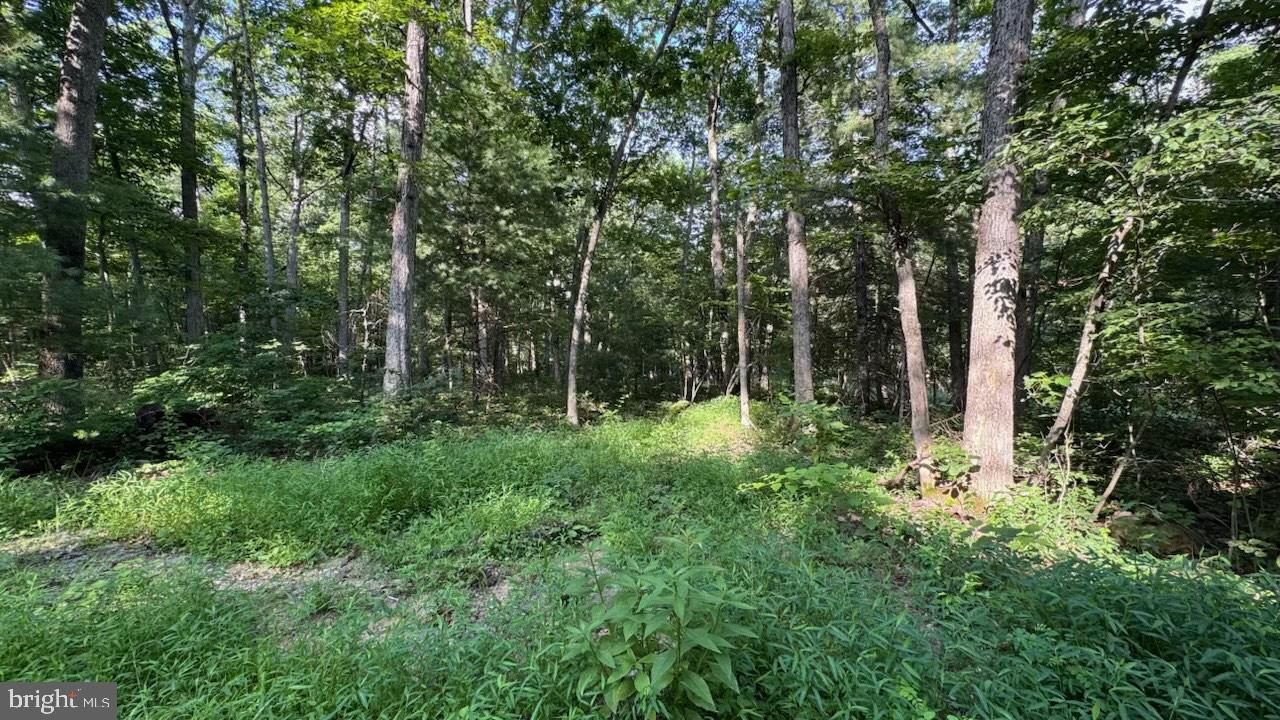 MINE MOUNTAIN LN. LOT 241, FORT VALLEY, Virginia 22652, ,Land,For sale,MINE MOUNTAIN LN. LOT 241,VASH2012004 MLS # VASH2012004