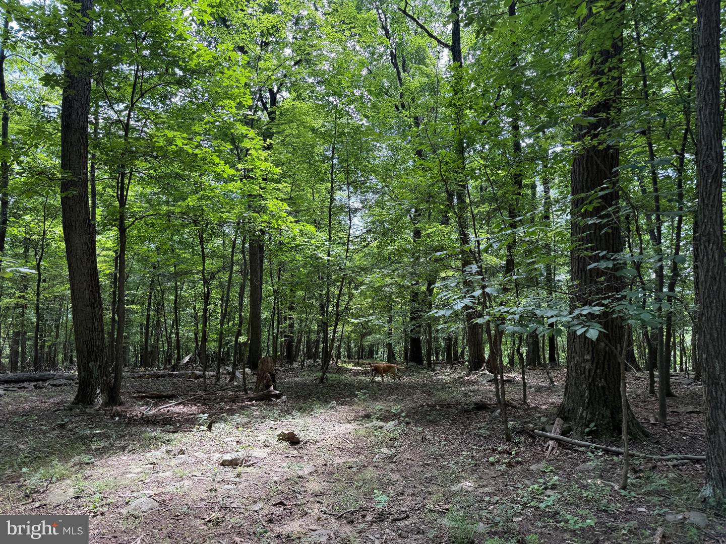 TBD APPALACHIAN TRAIL RD, ROUND HILL, Virginia 20141, ,Land,For sale,TBD APPALACHIAN TRAIL RD,VALO2102392 MLS # VALO2102392