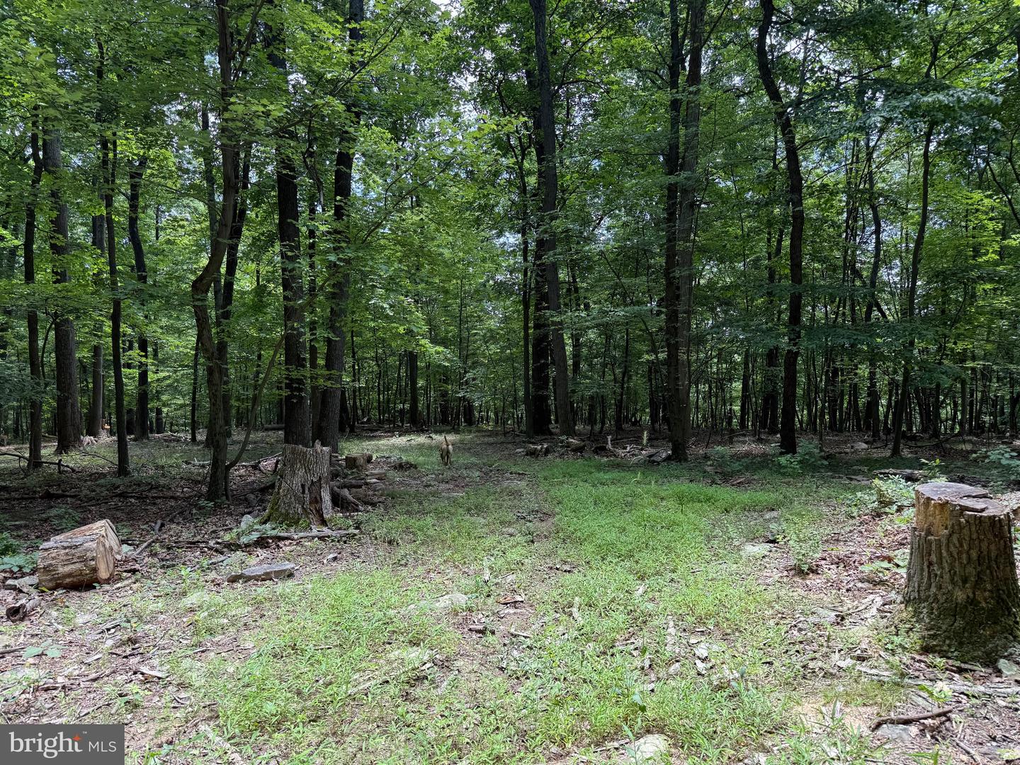 TBD APPALACHIAN TRAIL RD, ROUND HILL, Virginia 20141, ,Land,For sale,TBD APPALACHIAN TRAIL RD,VALO2102392 MLS # VALO2102392
