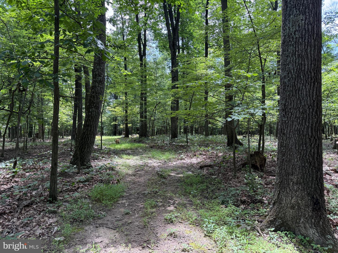 TBD APPALACHIAN TRAIL RD, ROUND HILL, Virginia 20141, ,Land,For sale,TBD APPALACHIAN TRAIL RD,VALO2102392 MLS # VALO2102392