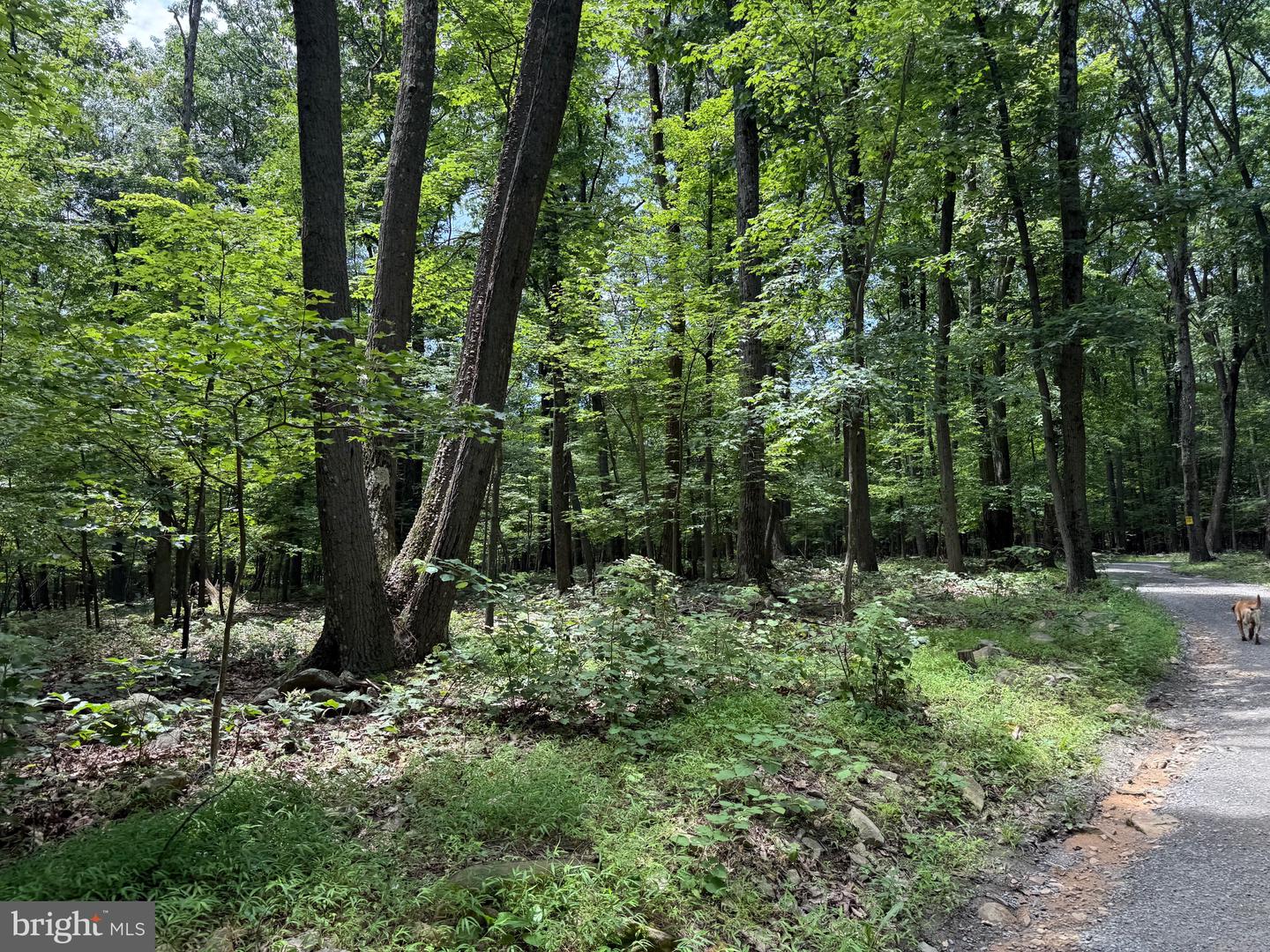 TBD APPALACHIAN TRAIL RD, ROUND HILL, Virginia 20141, ,Land,For sale,TBD APPALACHIAN TRAIL RD,VALO2102392 MLS # VALO2102392