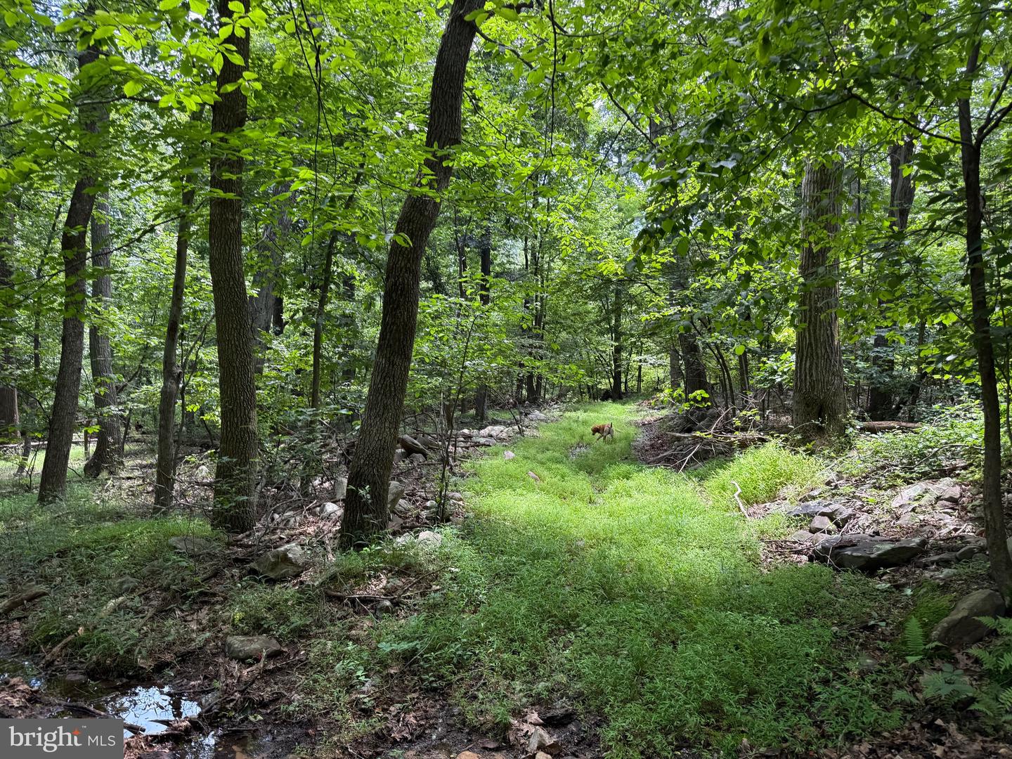 TBD APPALACHIAN TRAIL RD, ROUND HILL, Virginia 20141, ,Land,For sale,TBD APPALACHIAN TRAIL RD,VALO2102392 MLS # VALO2102392