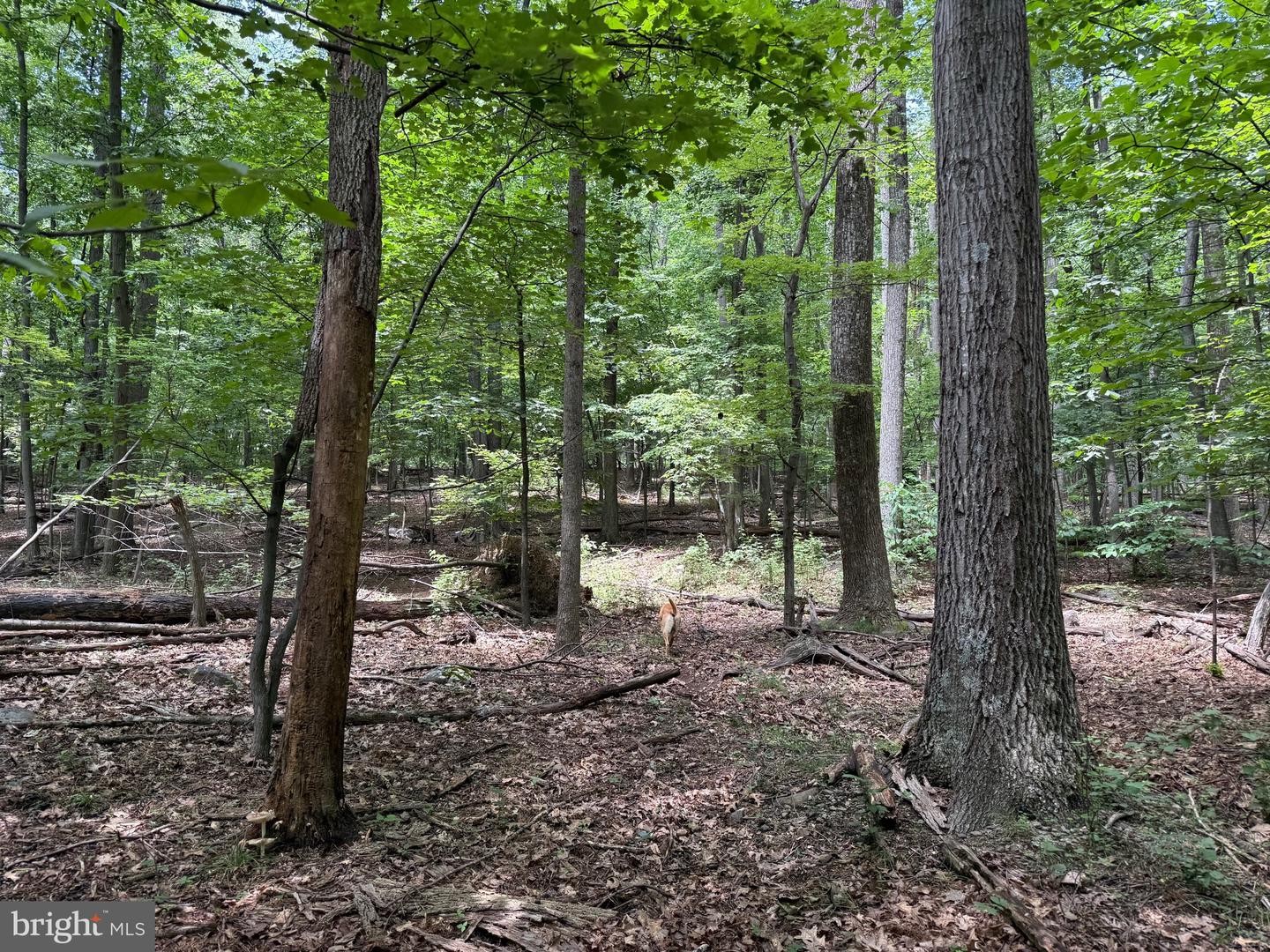 TBD APPALACHIAN TRAIL RD, ROUND HILL, Virginia 20141, ,Land,For sale,TBD APPALACHIAN TRAIL RD,VALO2102392 MLS # VALO2102392