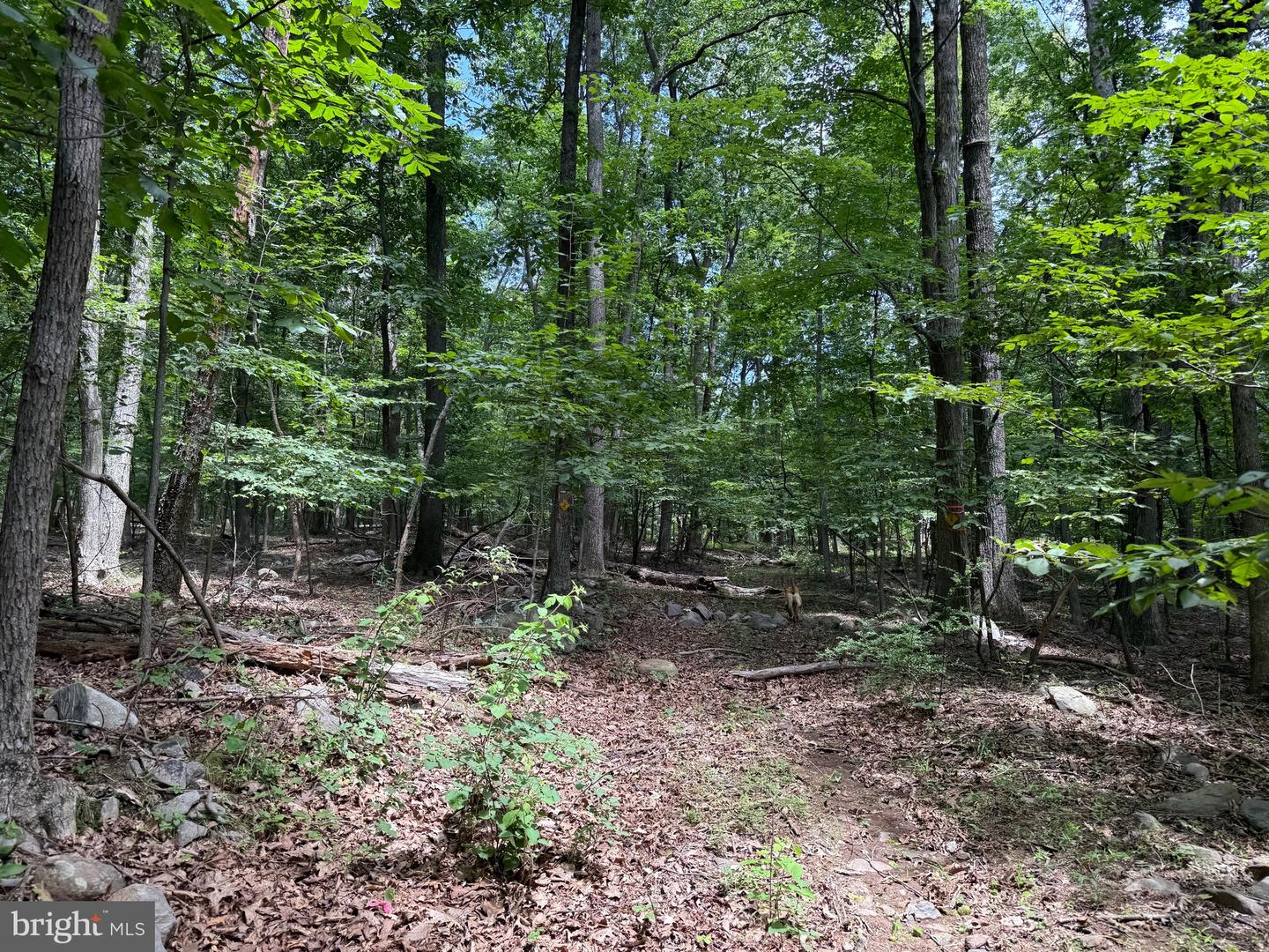 TBD APPALACHIAN TRAIL RD, ROUND HILL, Virginia 20141, ,Land,For sale,TBD APPALACHIAN TRAIL RD,VALO2102392 MLS # VALO2102392