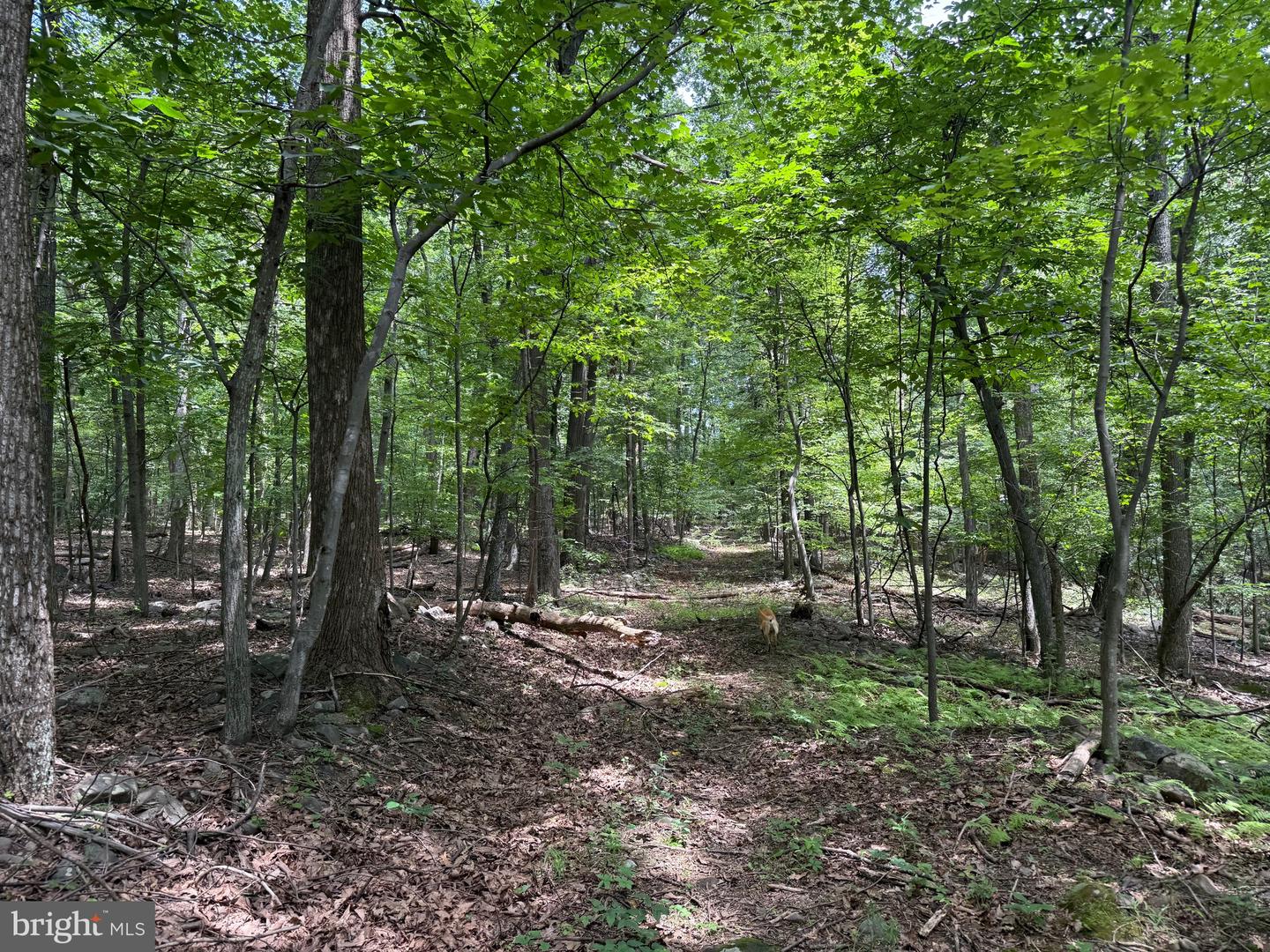 TBD APPALACHIAN TRAIL RD, ROUND HILL, Virginia 20141, ,Land,For sale,TBD APPALACHIAN TRAIL RD,VALO2102392 MLS # VALO2102392
