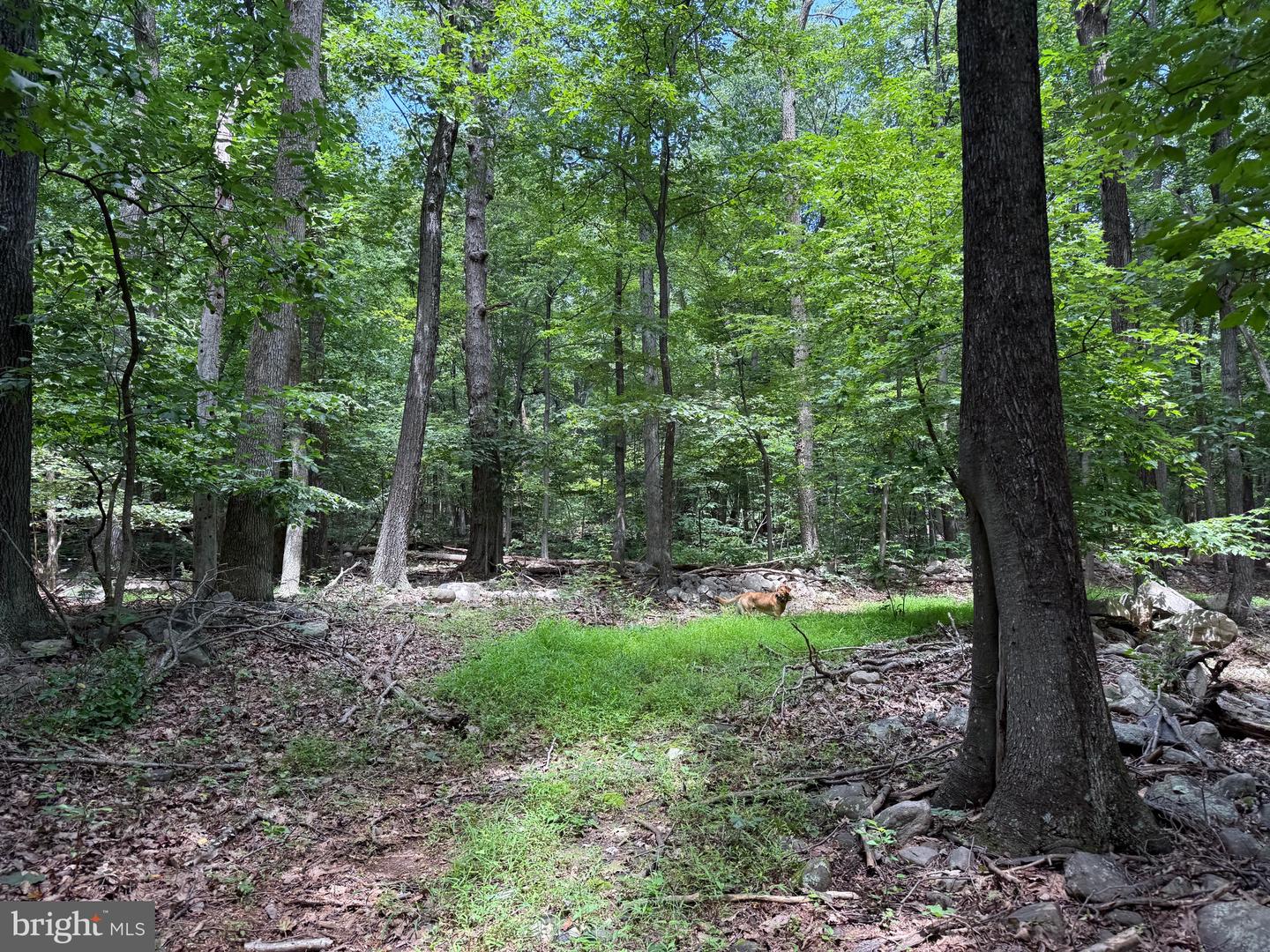 TBD APPALACHIAN TRAIL RD, ROUND HILL, Virginia 20141, ,Land,For sale,TBD APPALACHIAN TRAIL RD,VALO2102392 MLS # VALO2102392