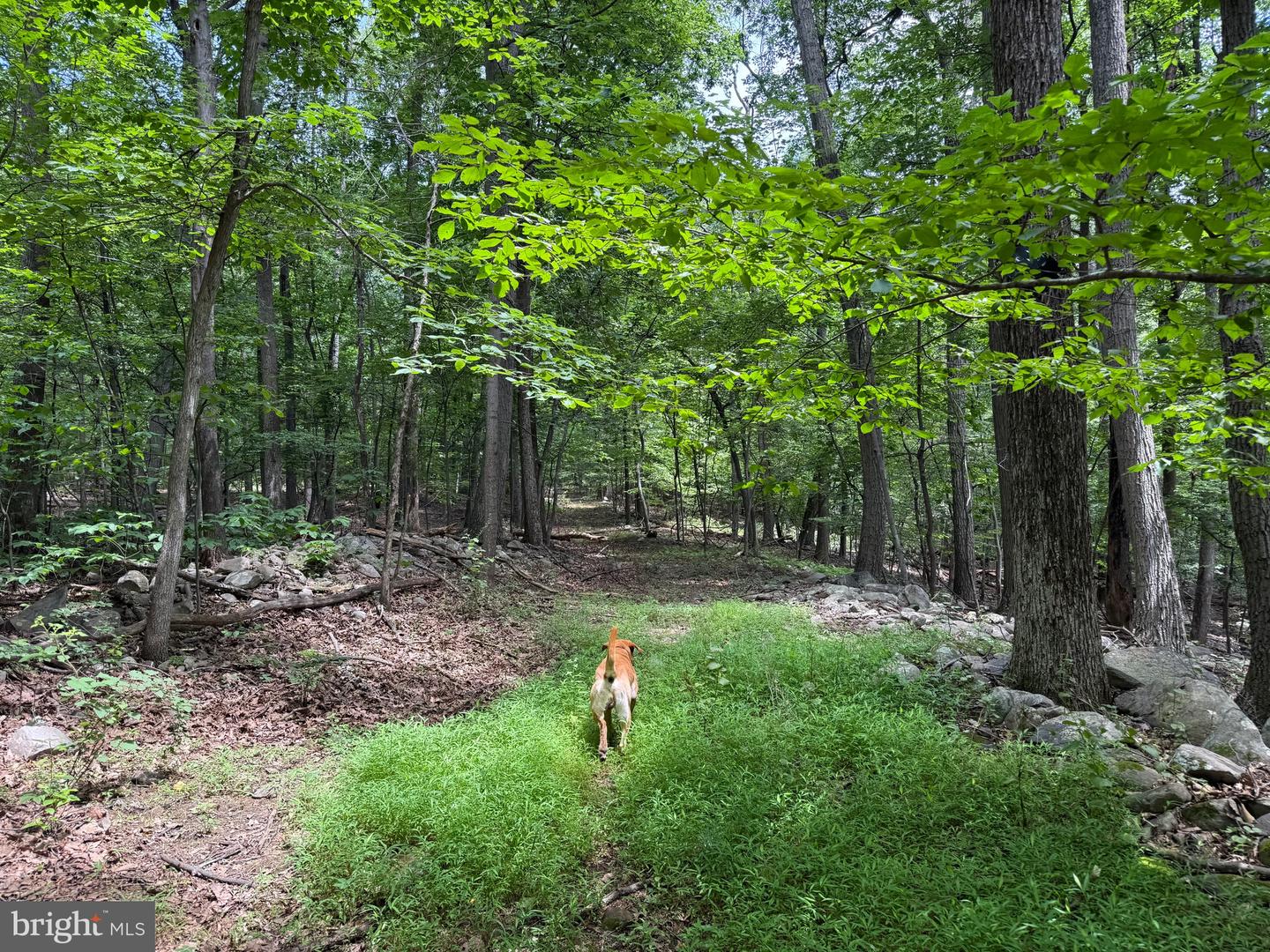 TBD APPALACHIAN TRAIL RD, ROUND HILL, Virginia 20141, ,Land,For sale,TBD APPALACHIAN TRAIL RD,VALO2102392 MLS # VALO2102392