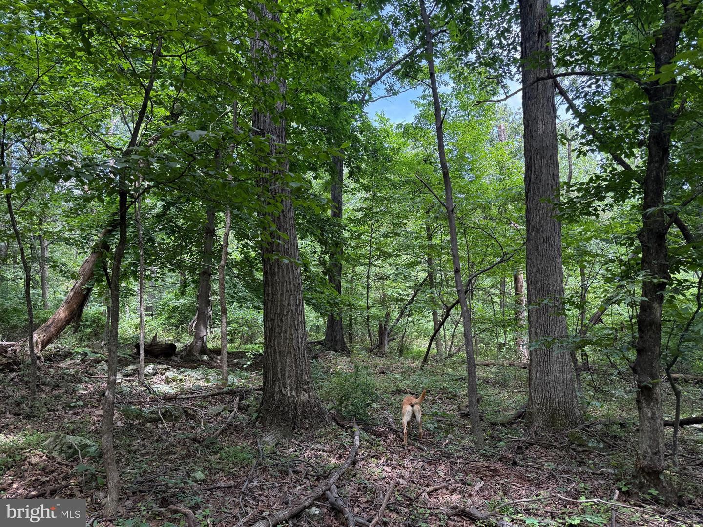TBD APPALACHIAN TRAIL RD, ROUND HILL, Virginia 20141, ,Land,For sale,TBD APPALACHIAN TRAIL RD,VALO2102392 MLS # VALO2102392