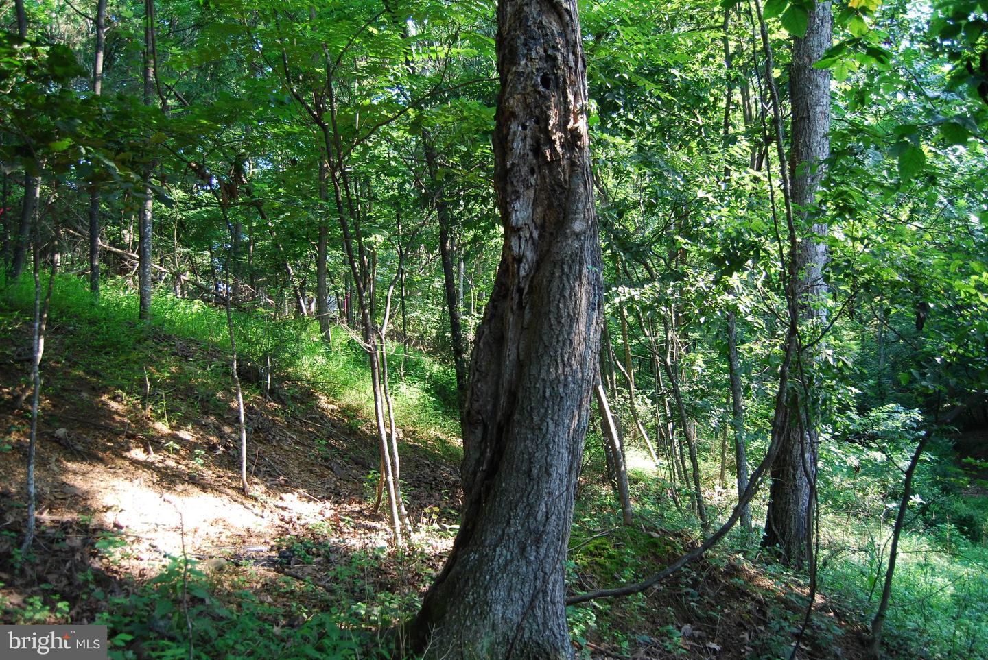 LOT 132 SYCAMORE PL, CROSS JUNCTION, Virginia 22625, ,Land,For sale,LOT 132 SYCAMORE PL,VAFV2035486 MLS # VAFV2035486