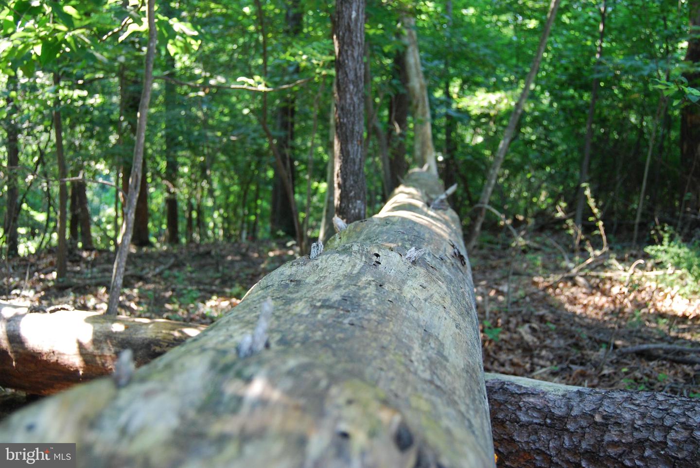 LOT 132 SYCAMORE PL, CROSS JUNCTION, Virginia 22625, ,Land,For sale,LOT 132 SYCAMORE PL,VAFV2035486 MLS # VAFV2035486