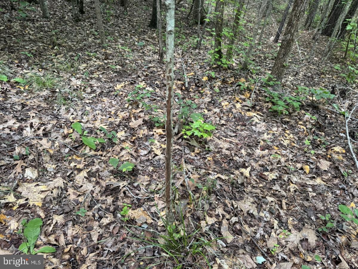 MAYFLOWER RD, KENBRIDGE, Virginia 23944, ,Land,For sale,MAYFLOWER RD,VALB2000058 MLS # VALB2000058