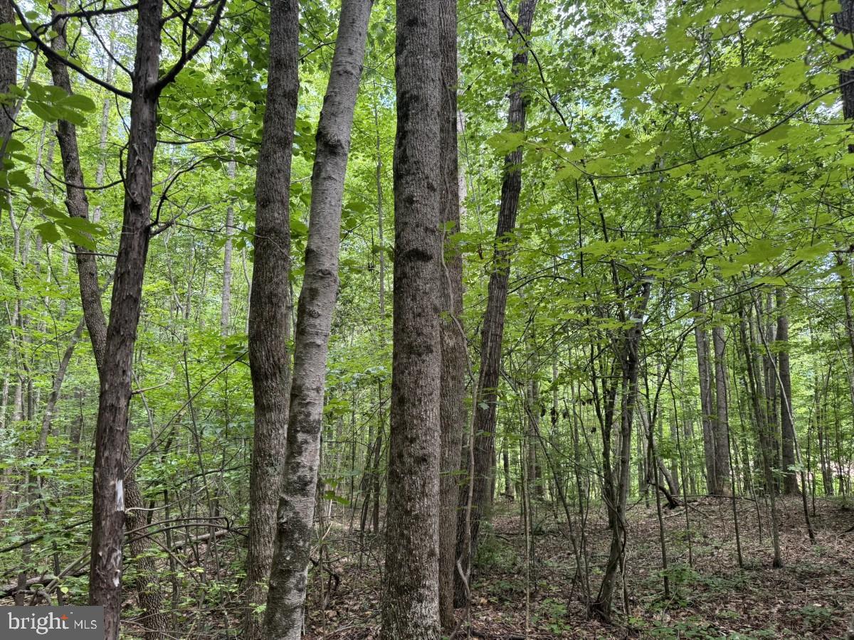 MAYFLOWER RD, KENBRIDGE, Virginia 23944, ,Land,For sale,MAYFLOWER RD,VALB2000058 MLS # VALB2000058