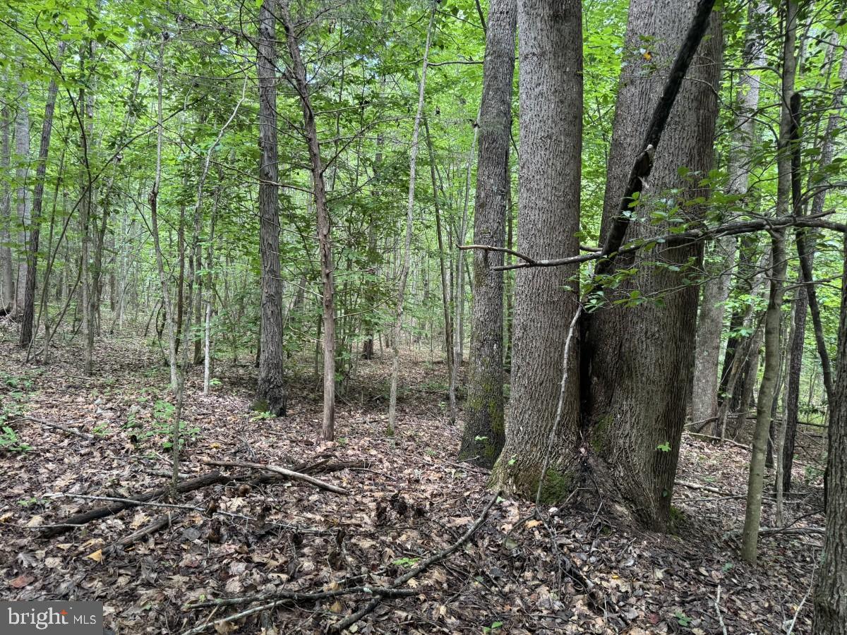 MAYFLOWER RD, KENBRIDGE, Virginia 23944, ,Land,For sale,MAYFLOWER RD,VALB2000058 MLS # VALB2000058
