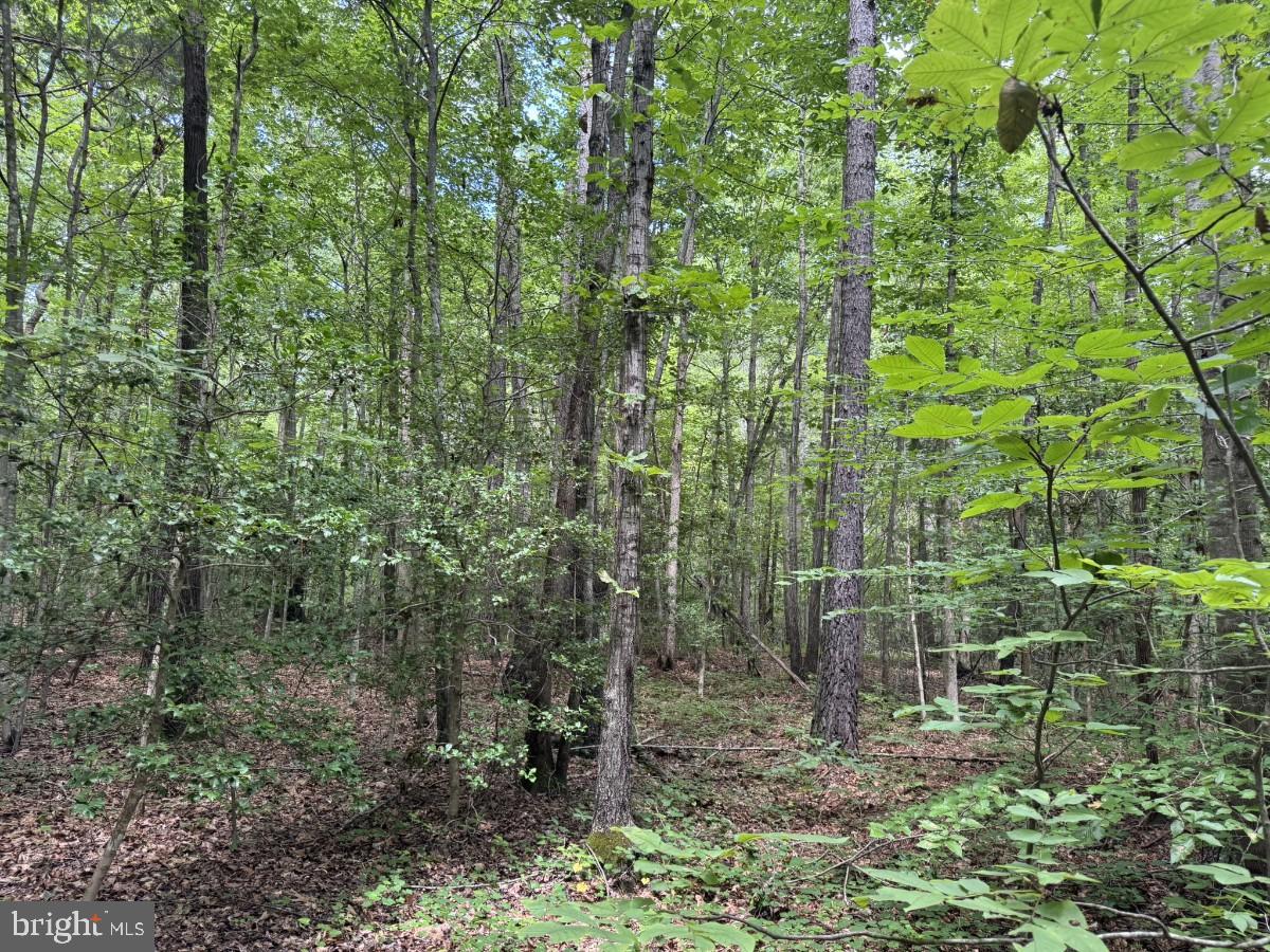 MAYFLOWER RD, KENBRIDGE, Virginia 23944, ,Land,For sale,MAYFLOWER RD,VALB2000058 MLS # VALB2000058