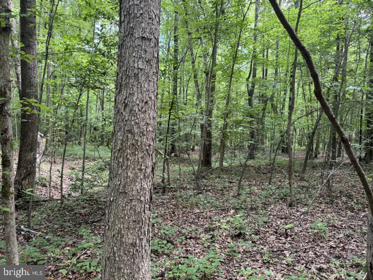 MAYFLOWER RD, KENBRIDGE, Virginia 23944, ,Land,For sale,MAYFLOWER RD,VALB2000058 MLS # VALB2000058