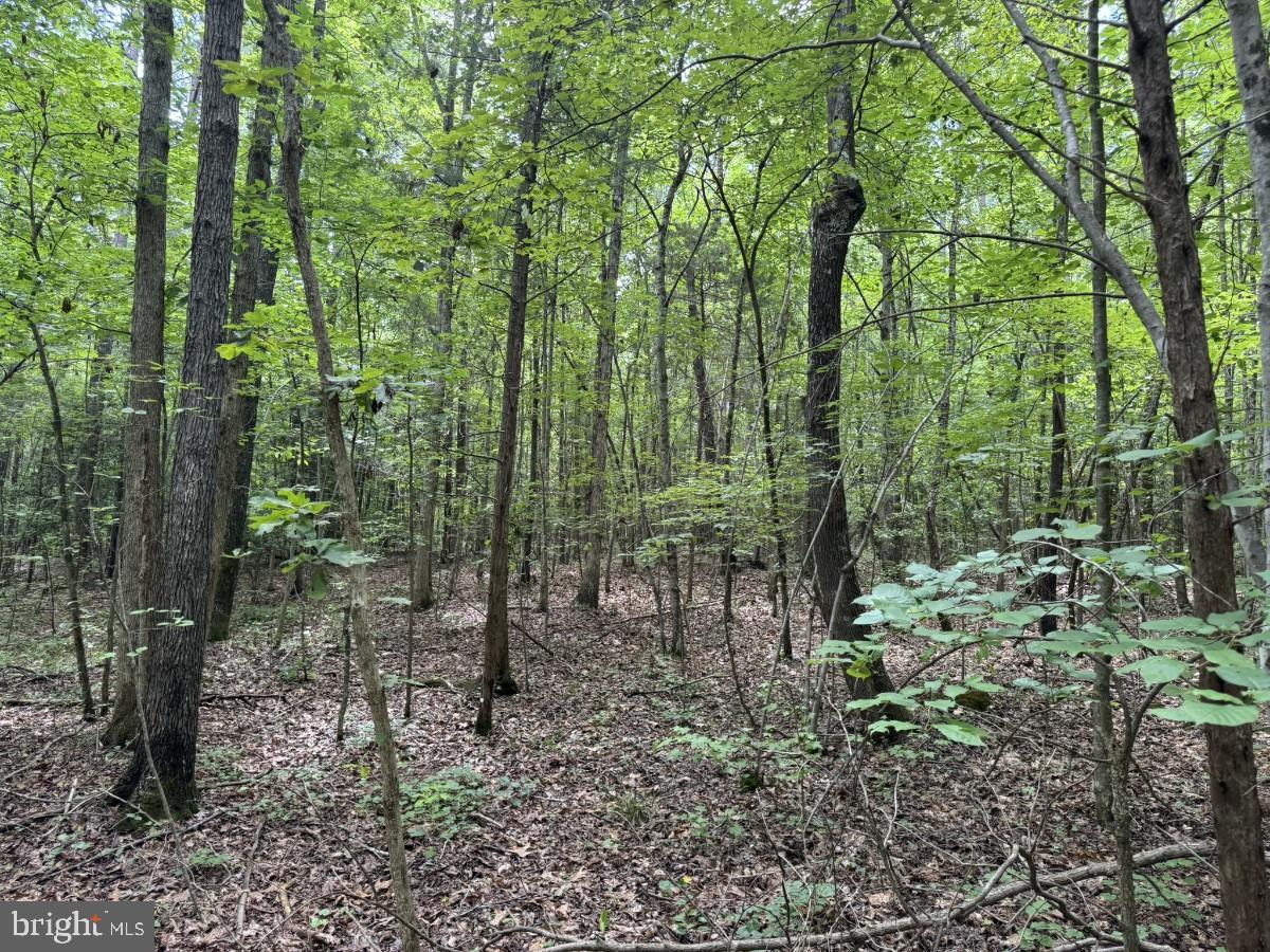 MAYFLOWER RD, KENBRIDGE, Virginia 23944, ,Land,For sale,MAYFLOWER RD,VALB2000058 MLS # VALB2000058