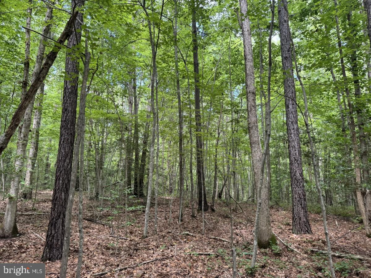 MAYFLOWER RD, KENBRIDGE, Virginia 23944, ,Land,For sale,MAYFLOWER RD,VALB2000058 MLS # VALB2000058