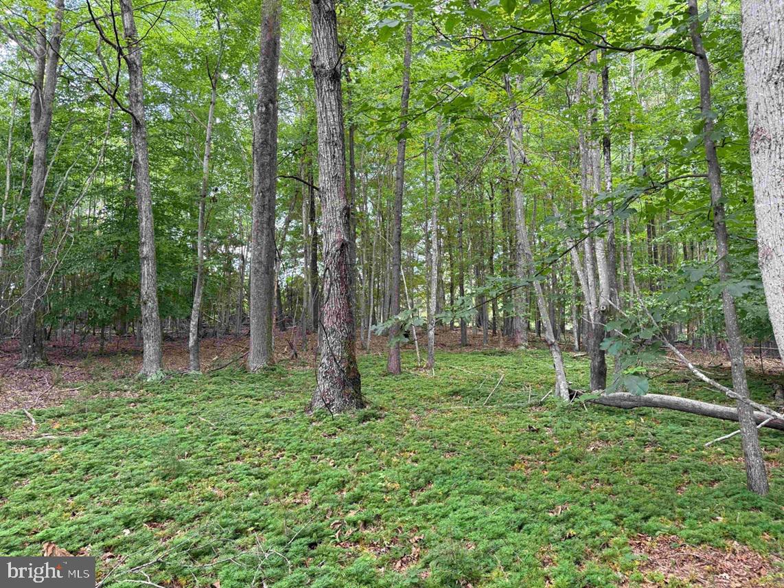 TURNPIKE (RT. 602) (TRACT: GIANNINI), SCOTTSVILLE, Virginia 24590, ,Farm,For sale,TURNPIKE (RT. 602) (TRACT: GIANNINI),VAAB2001048 MLS # VAAB2001048