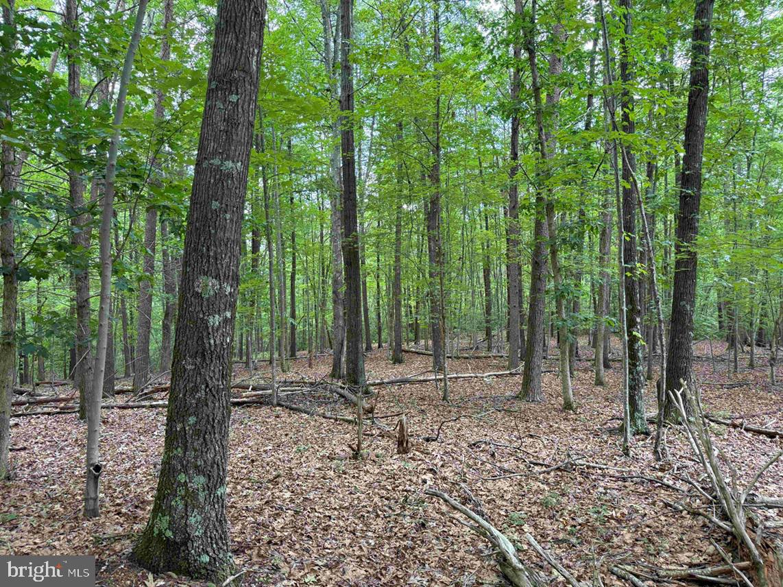 TURNPIKE (RT. 602) (TRACT: GIANNINI), SCOTTSVILLE, Virginia 24590, ,Farm,For sale,TURNPIKE (RT. 602) (TRACT: GIANNINI),VAAB2001048 MLS # VAAB2001048
