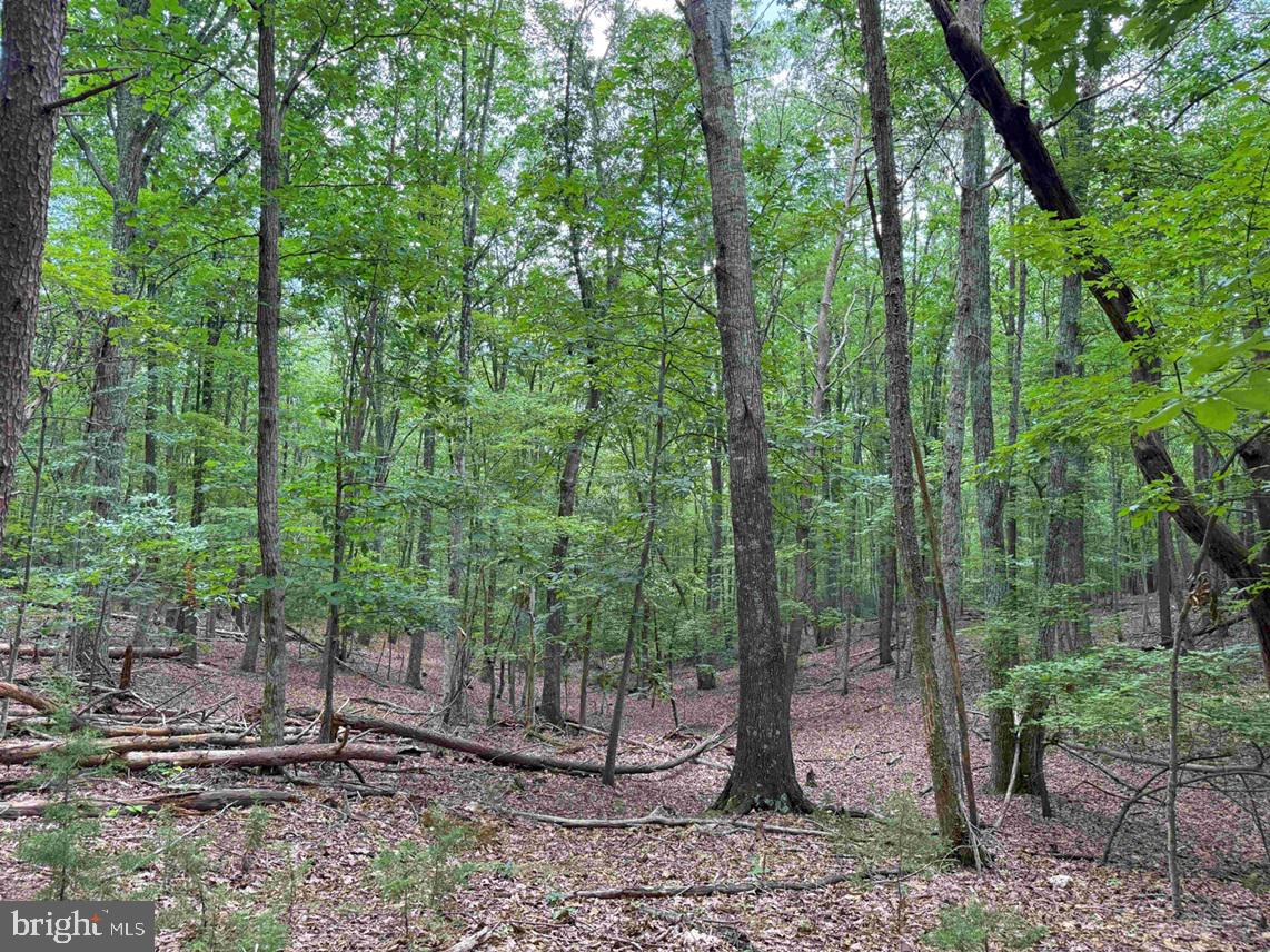TURNPIKE (RT. 602) (TRACT: GIANNINI), SCOTTSVILLE, Virginia 24590, ,Farm,For sale,TURNPIKE (RT. 602) (TRACT: GIANNINI),VAAB2001048 MLS # VAAB2001048