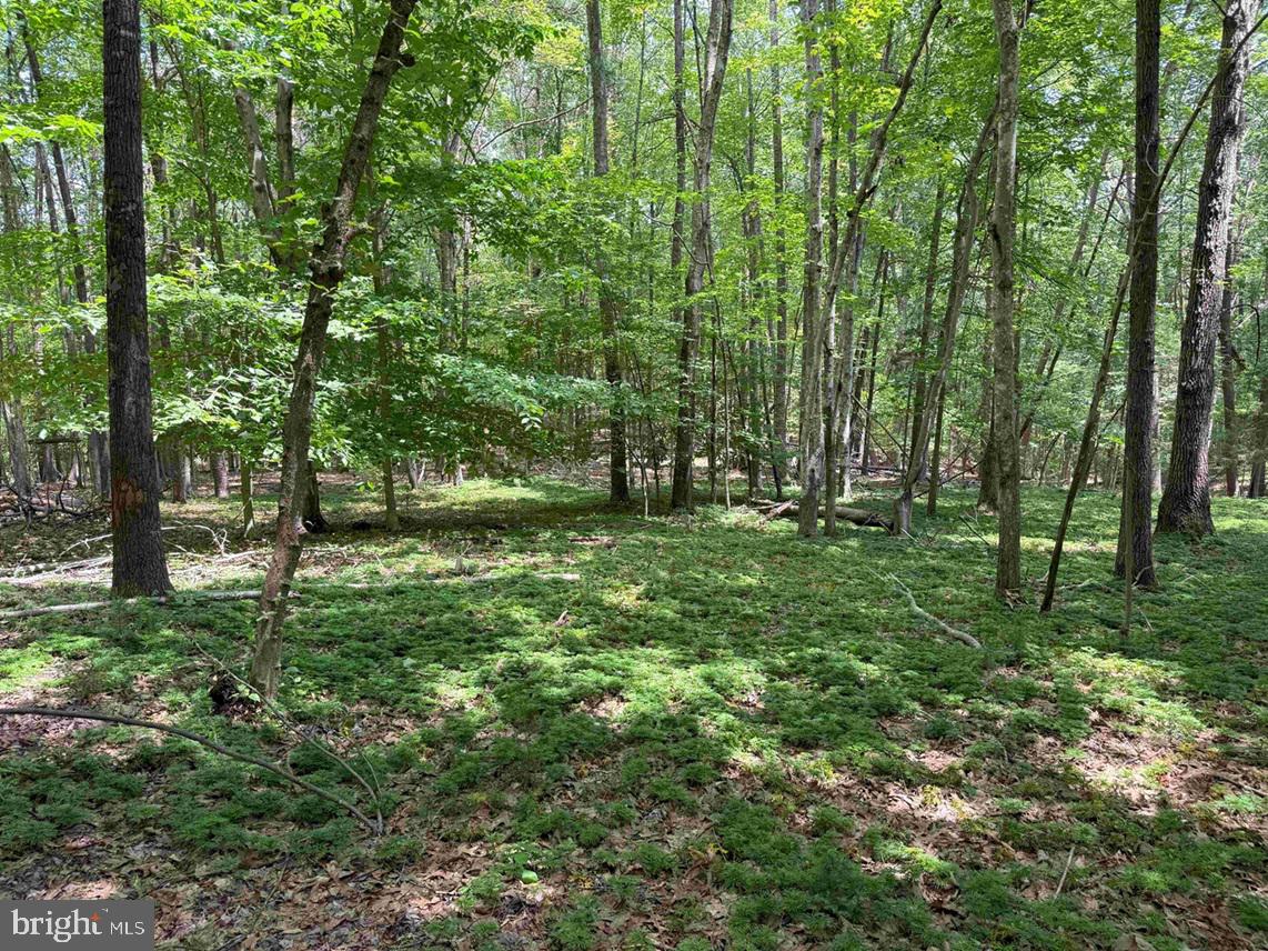 TURNPIKE (RT. 602) (TRACT: GIANNINI), SCOTTSVILLE, Virginia 24590, ,Farm,For sale,TURNPIKE (RT. 602) (TRACT: GIANNINI),VAAB2001048 MLS # VAAB2001048