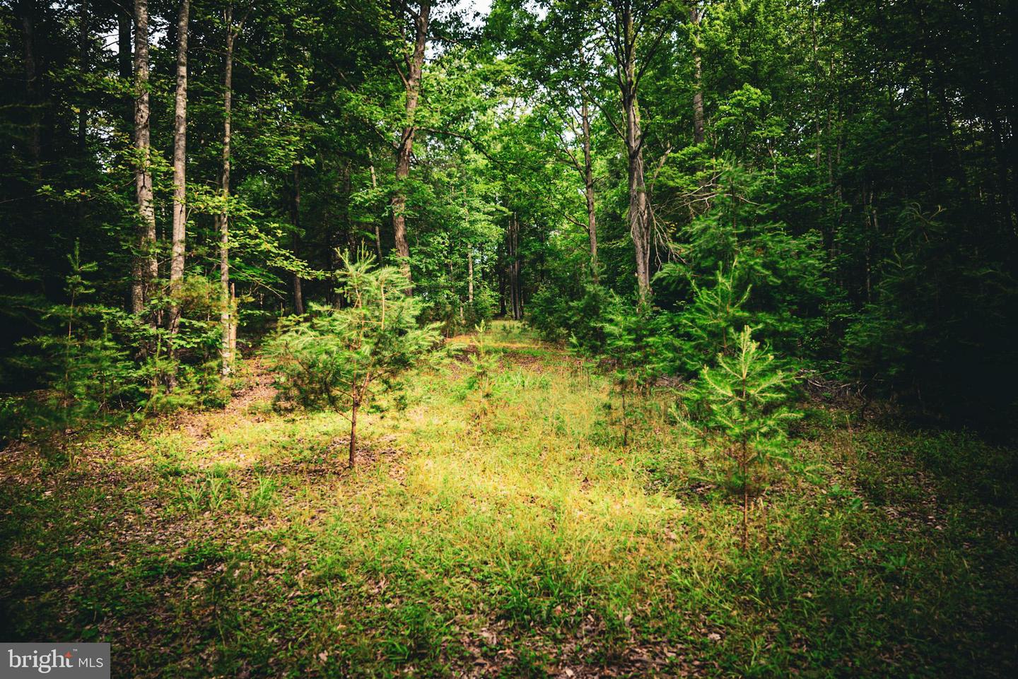 TBD MALLORYS FORD RD, LOUISA, Virginia 23093, ,Land,For sale,TBD MALLORYS FORD RD,VALA2008274 MLS # VALA2008274