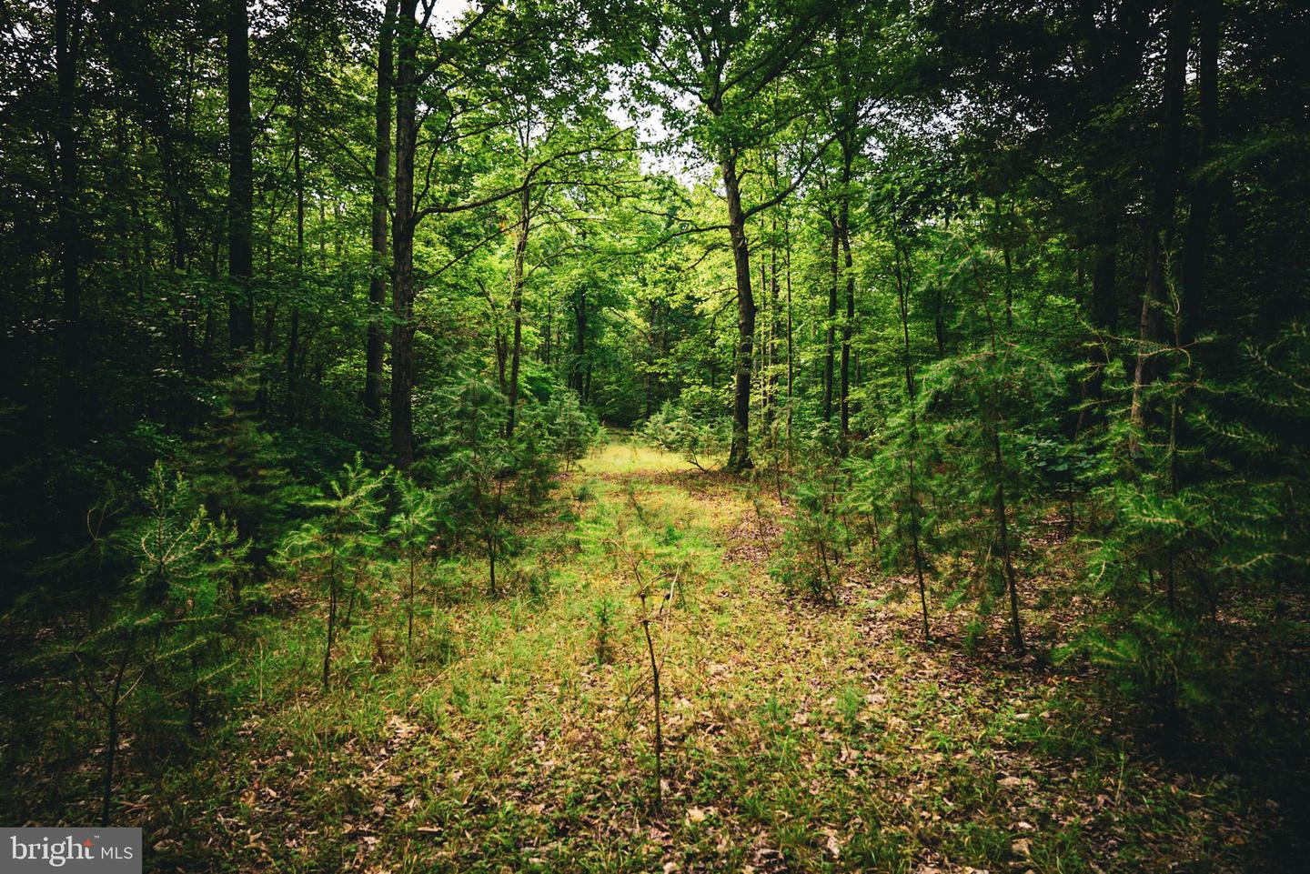 TBD MALLORYS FORD RD, LOUISA, Virginia 23093, ,Land,For sale,TBD MALLORYS FORD RD,VALA2008274 MLS # VALA2008274