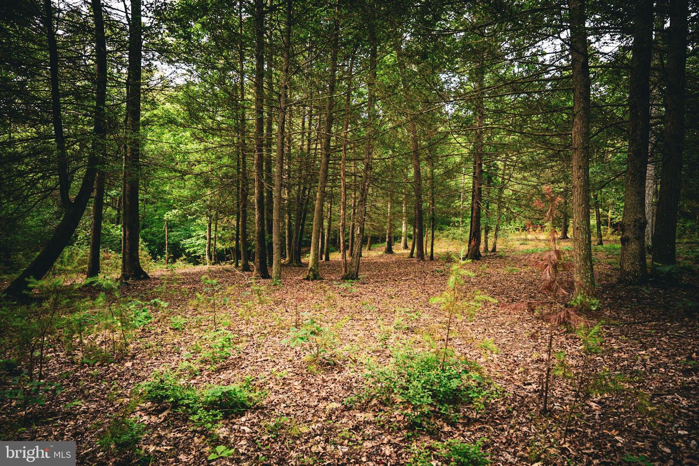 TBD MALLORYS FORD RD, LOUISA, Virginia 23093, ,Land,For sale,TBD MALLORYS FORD RD,VALA2008274 MLS # VALA2008274