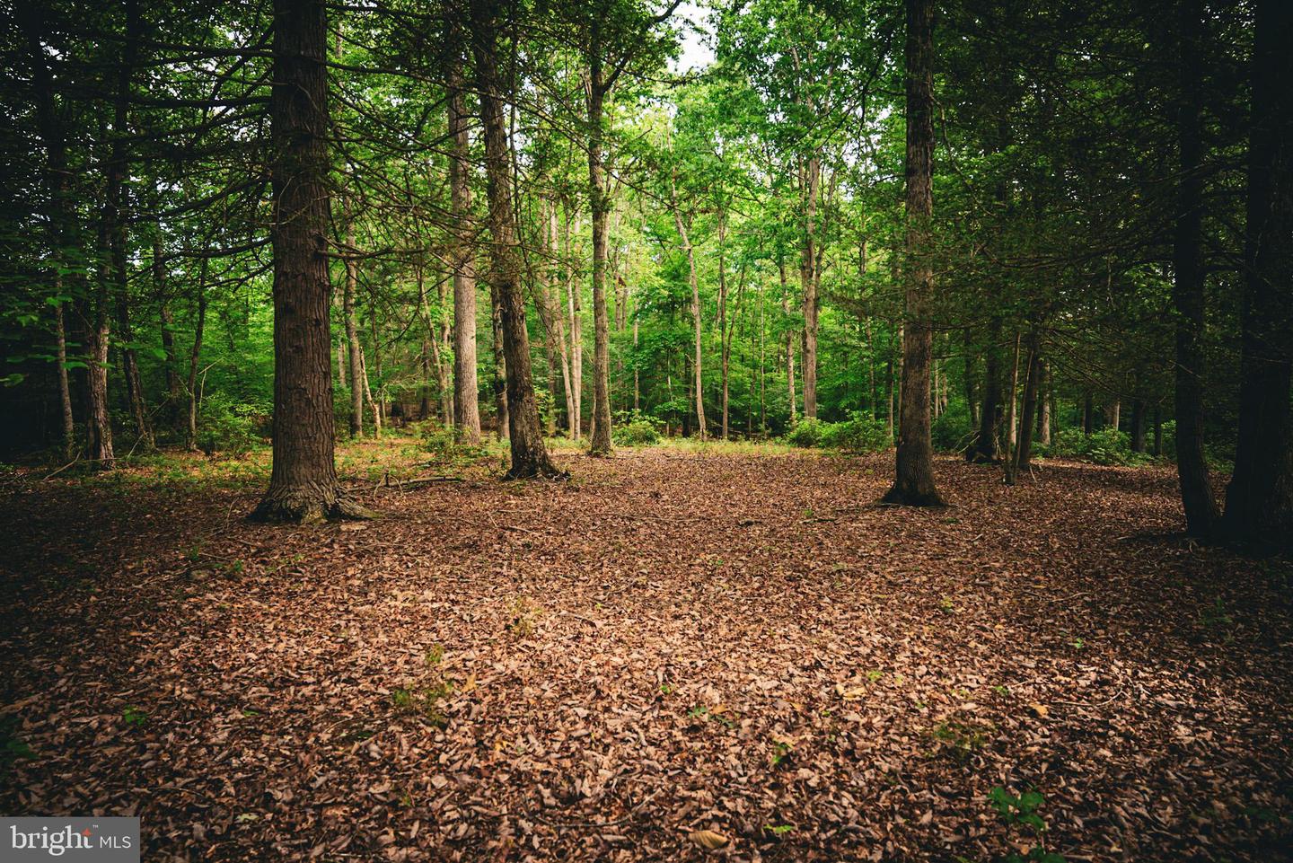 TBD MALLORYS FORD RD, LOUISA, Virginia 23093, ,Land,For sale,TBD MALLORYS FORD RD,VALA2008274 MLS # VALA2008274