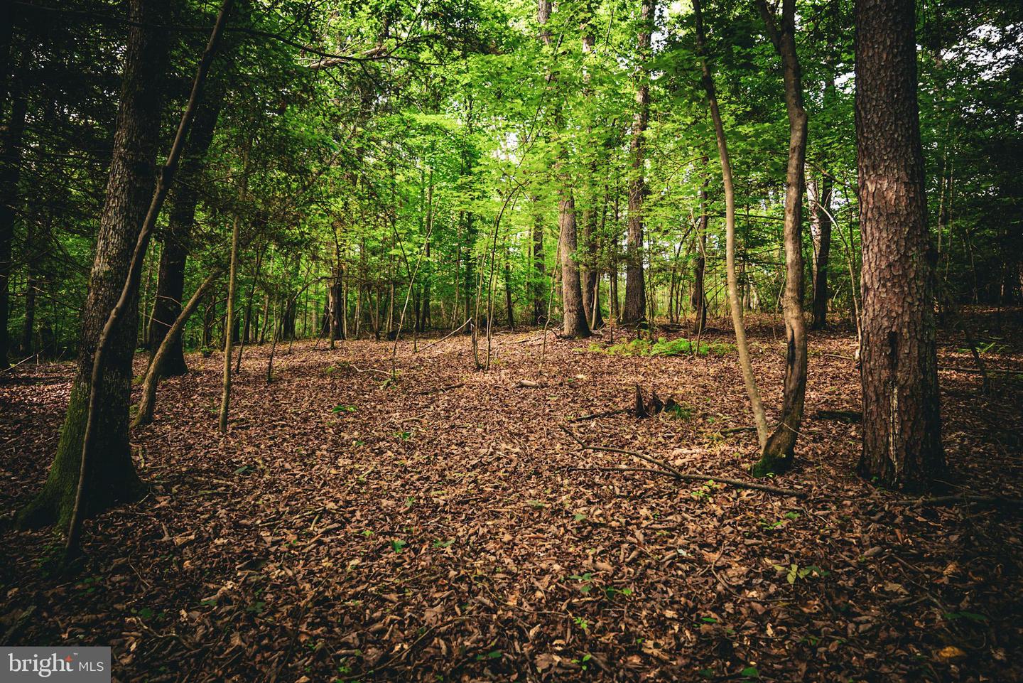 TBD MALLORYS FORD RD, LOUISA, Virginia 23093, ,Land,For sale,TBD MALLORYS FORD RD,VALA2008274 MLS # VALA2008274