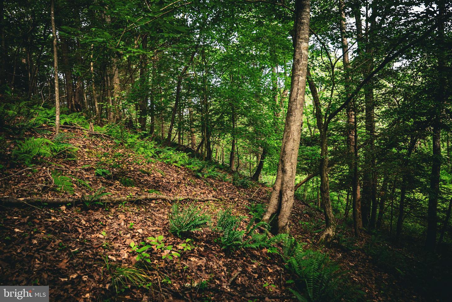 TBD MALLORYS FORD RD, LOUISA, Virginia 23093, ,Land,For sale,TBD MALLORYS FORD RD,VALA2008274 MLS # VALA2008274