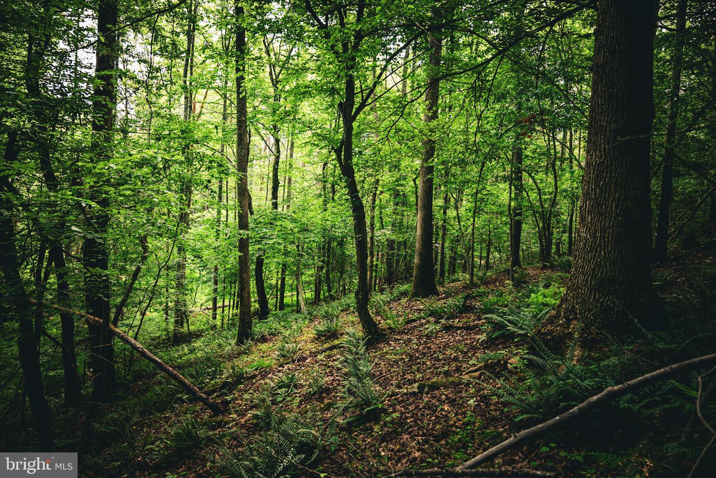 TBD MALLORYS FORD RD, LOUISA, Virginia 23093, ,Land,For sale,TBD MALLORYS FORD RD,VALA2008274 MLS # VALA2008274
