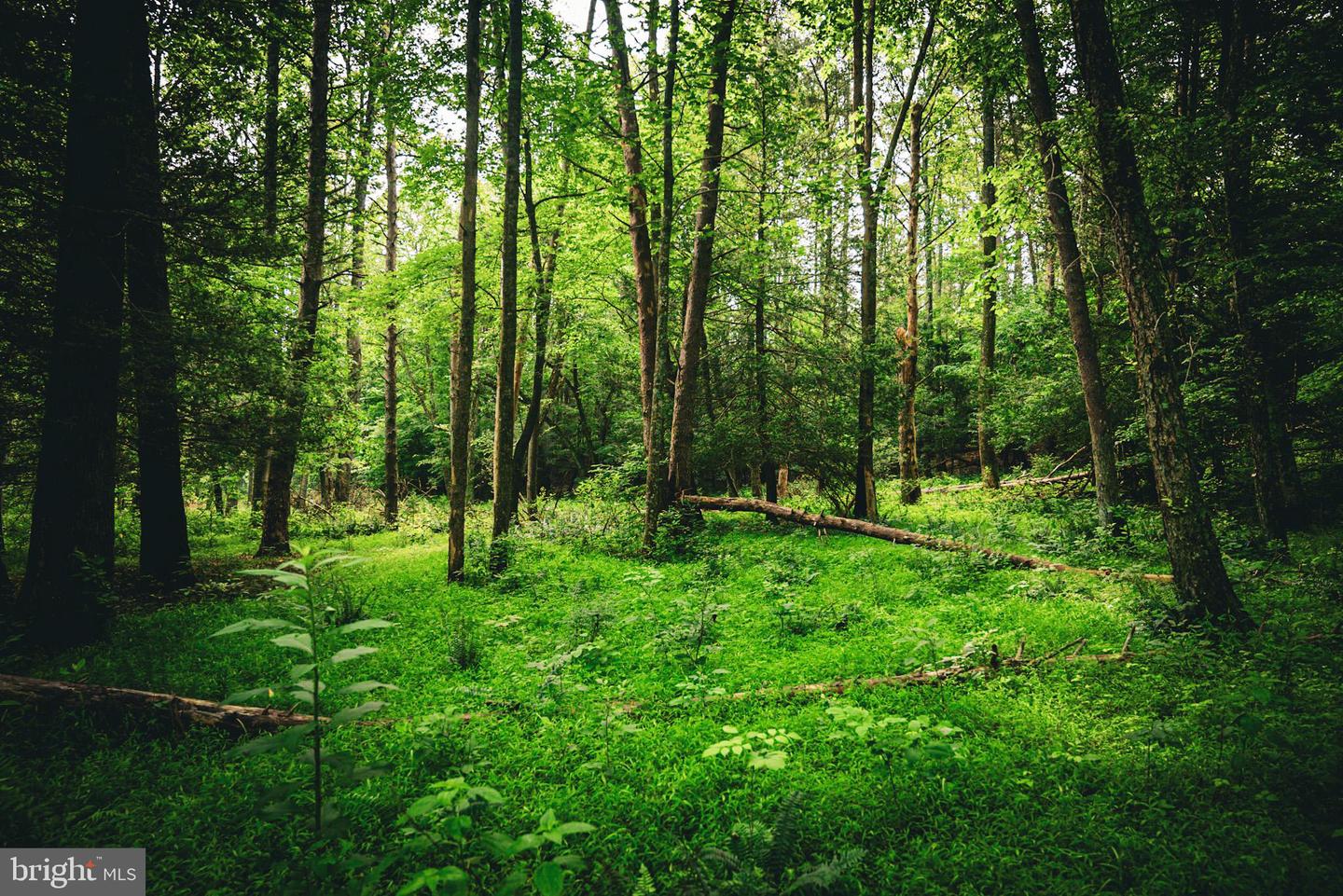 TBD MALLORYS FORD RD, LOUISA, Virginia 23093, ,Land,For sale,TBD MALLORYS FORD RD,VALA2008274 MLS # VALA2008274