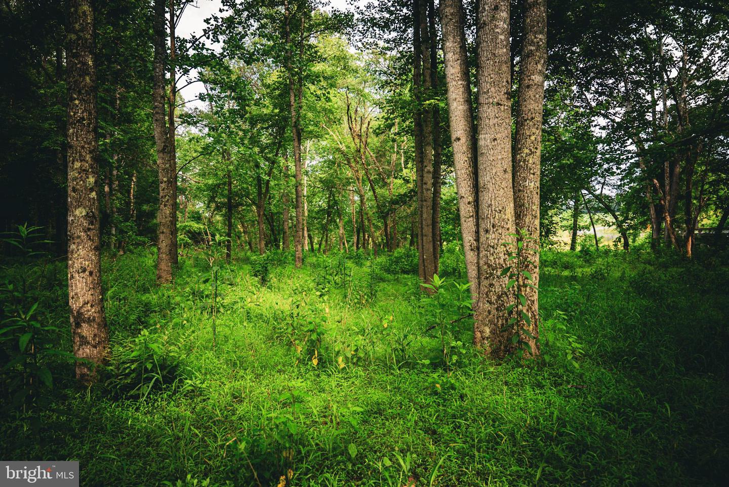 TBD MALLORYS FORD RD, LOUISA, Virginia 23093, ,Land,For sale,TBD MALLORYS FORD RD,VALA2008274 MLS # VALA2008274