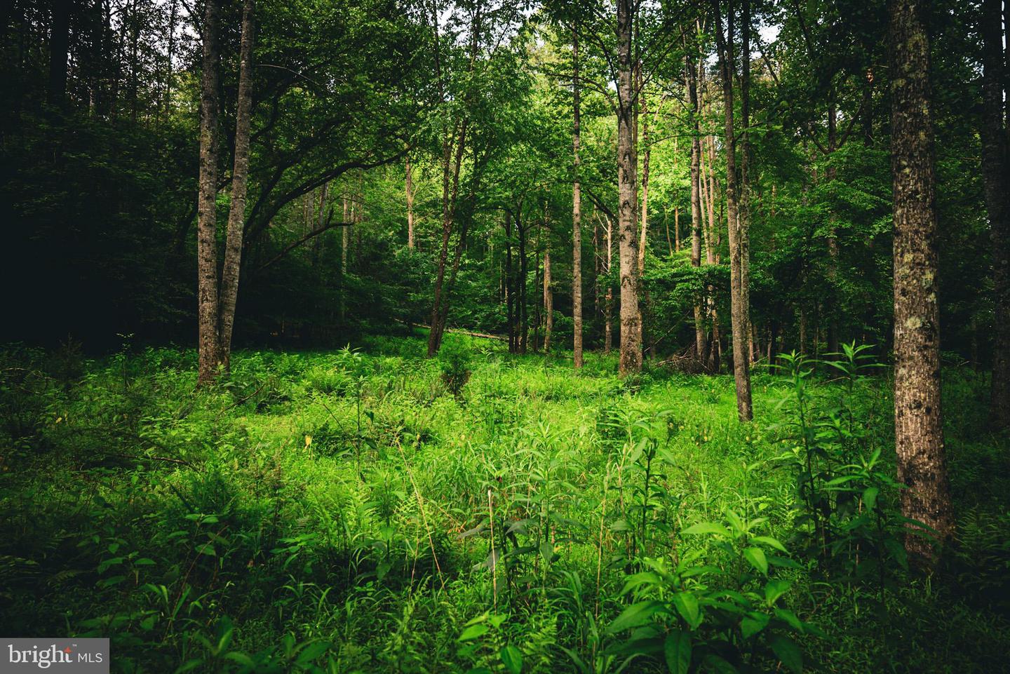 TBD MALLORYS FORD RD, LOUISA, Virginia 23093, ,Land,For sale,TBD MALLORYS FORD RD,VALA2008274 MLS # VALA2008274