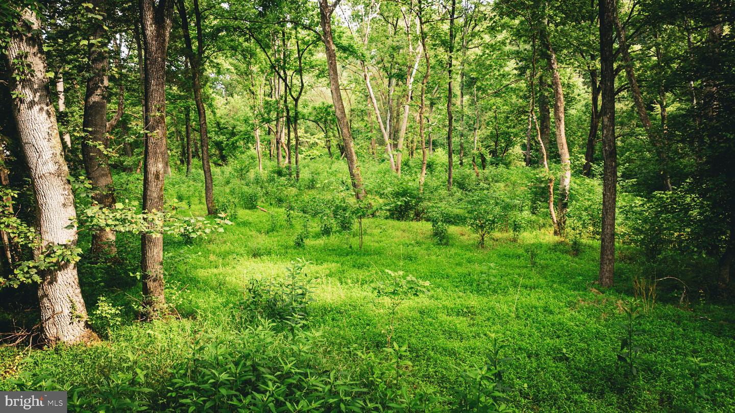 TBD MALLORYS FORD RD, LOUISA, Virginia 23093, ,Land,For sale,TBD MALLORYS FORD RD,VALA2008274 MLS # VALA2008274