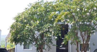 1606 MONTICELLO AVE #G, CHARLOTTESVILLE, Virginia 22902, 2 Bedrooms Bedrooms, ,2 BathroomsBathrooms,Residential,For sale,1606 MONTICELLO AVE #G,666859 MLS # 666859