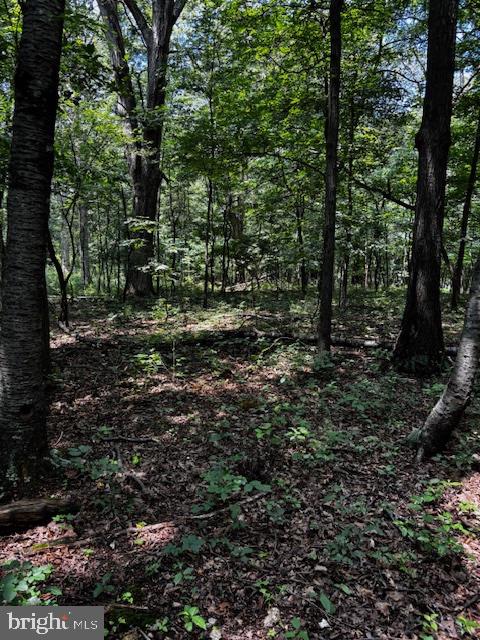 0 ALONZAVILLE RD., MAURERTOWN, Virginia 22644, ,Land,For sale,0 ALONZAVILLE RD.,VASH2011990 MLS # VASH2011990